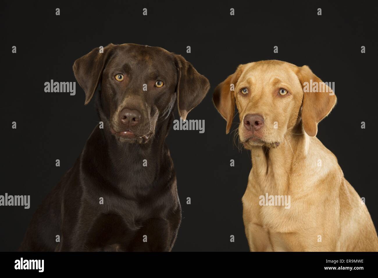 Yellow and black labrador retriever hi-res stock photography and images ...