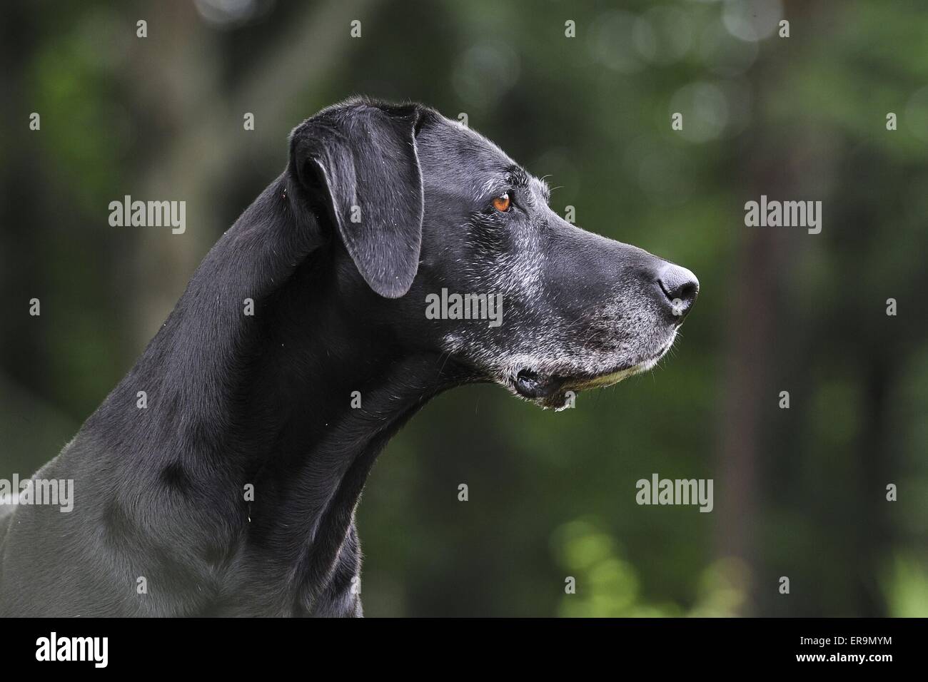 Great dane rhodesian ridgeback hi-res stock photography and images - Alamy