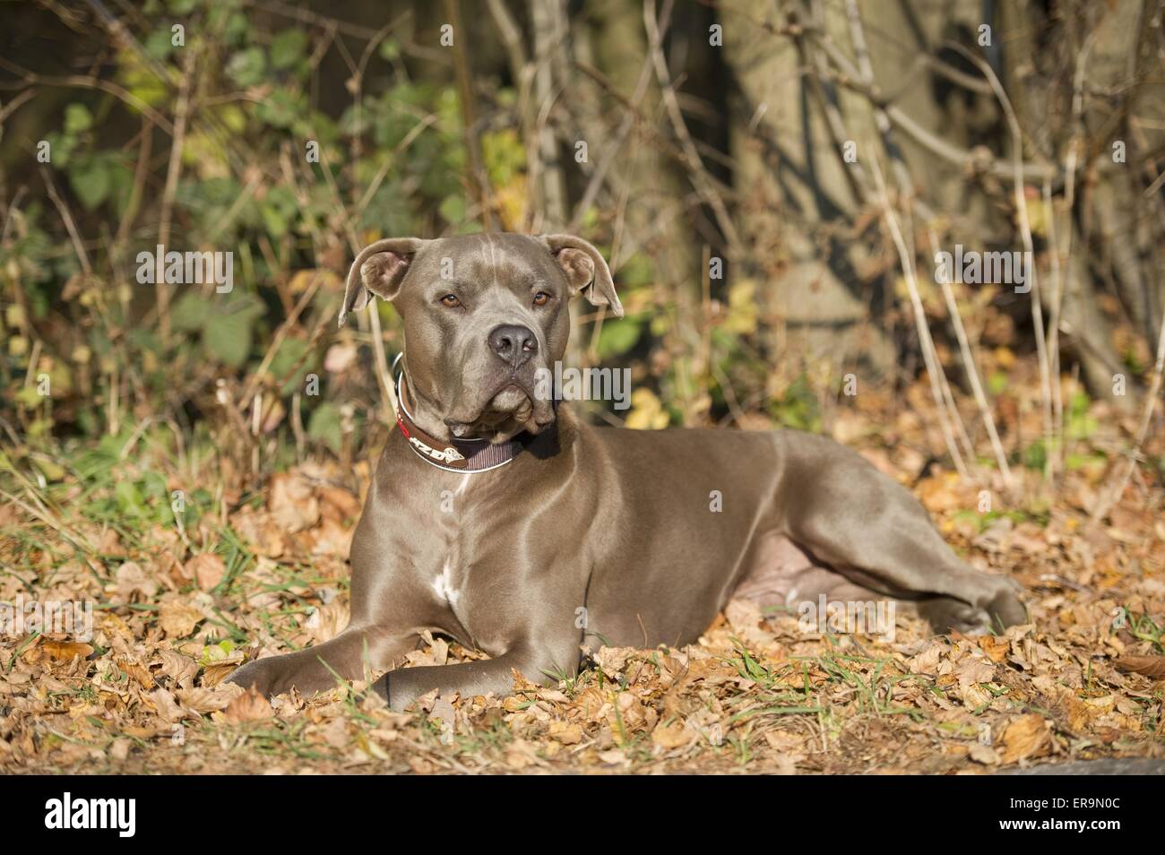 weimaraner boxer
