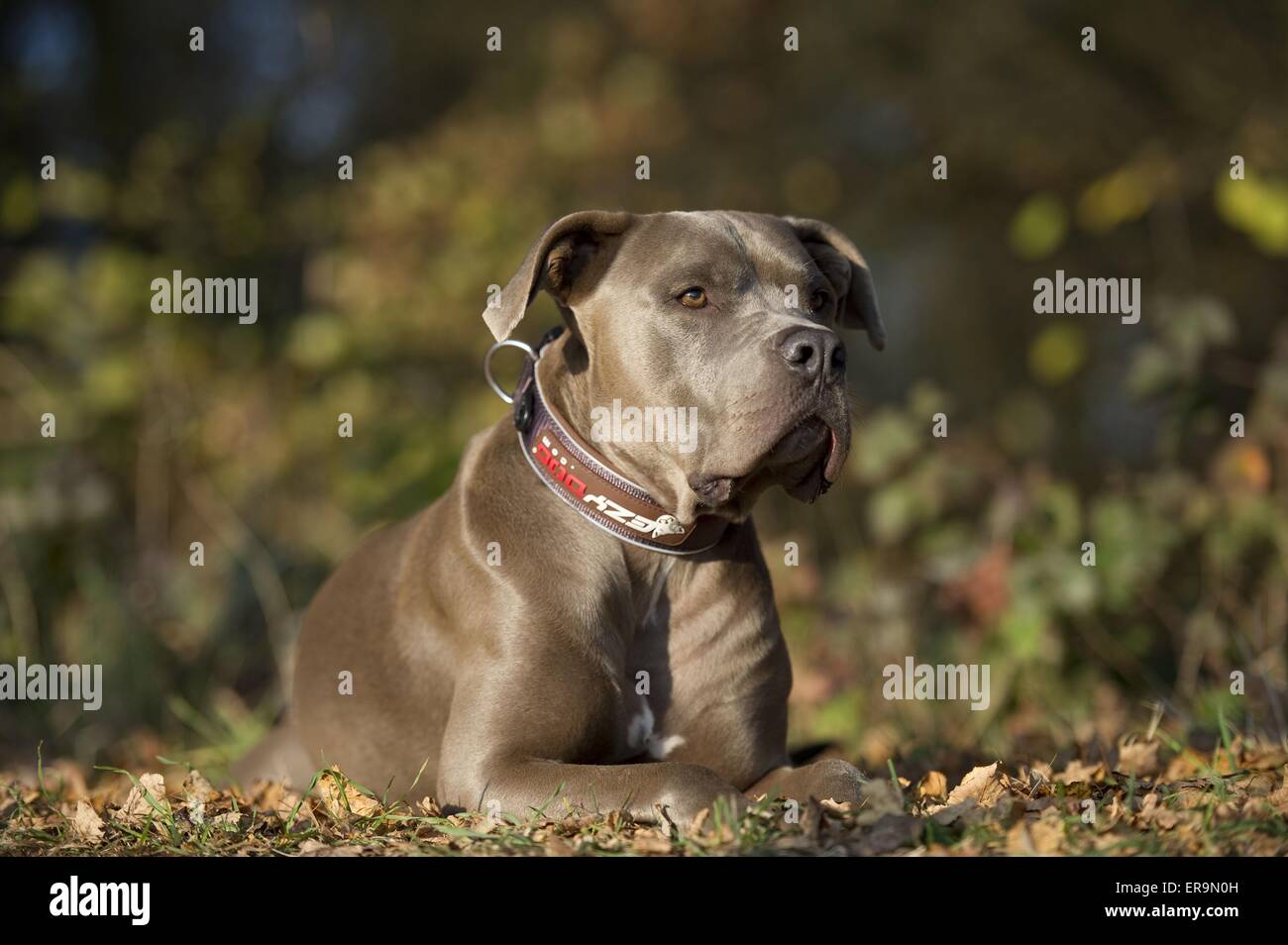 weimaraner boxer