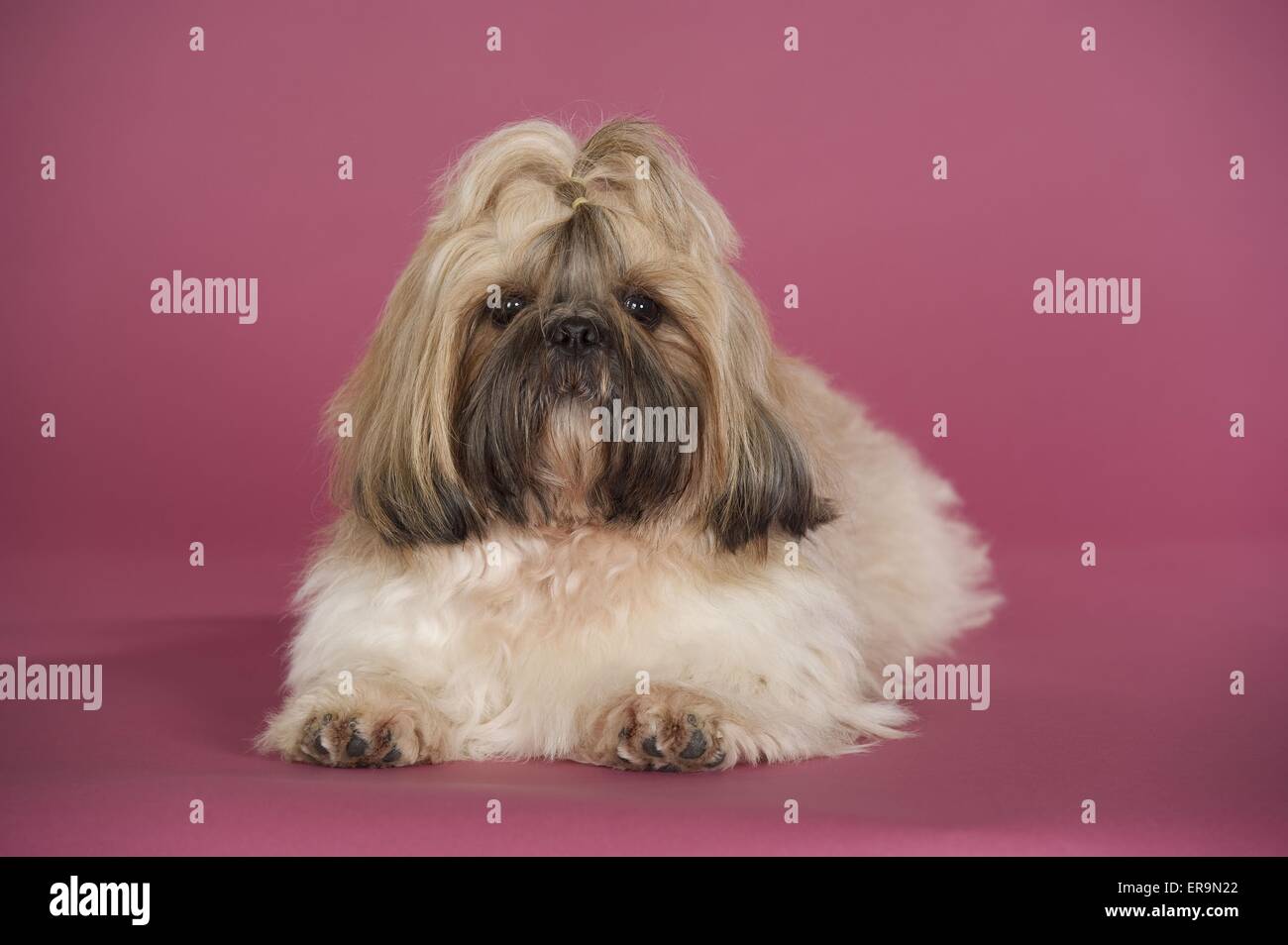 lying Shih Tzu Stock Photo Alamy