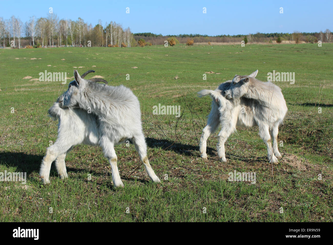 sheep and goat grazing on the green grass of pasture Stock Photo