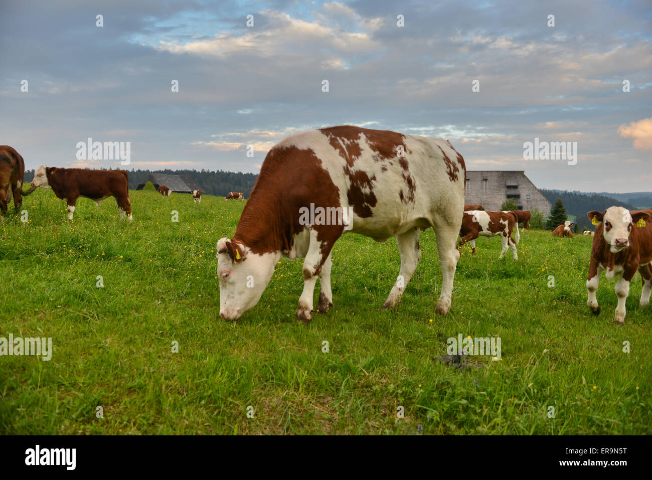 Herd of cows at summer green field in Germany Stock Photo - Alamy