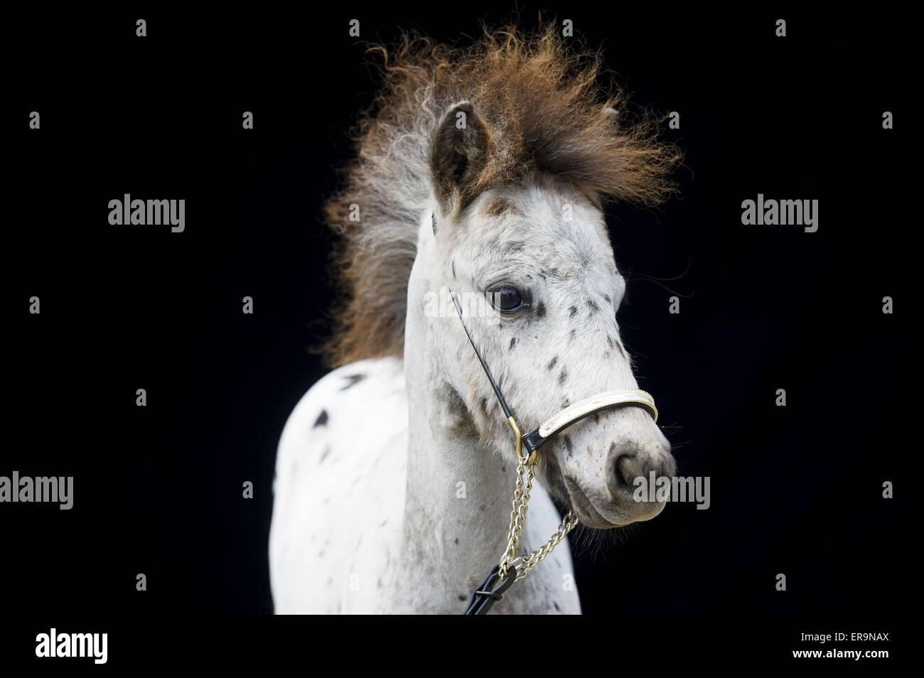 Miniature Shetland Pony Portrait Stock Photo