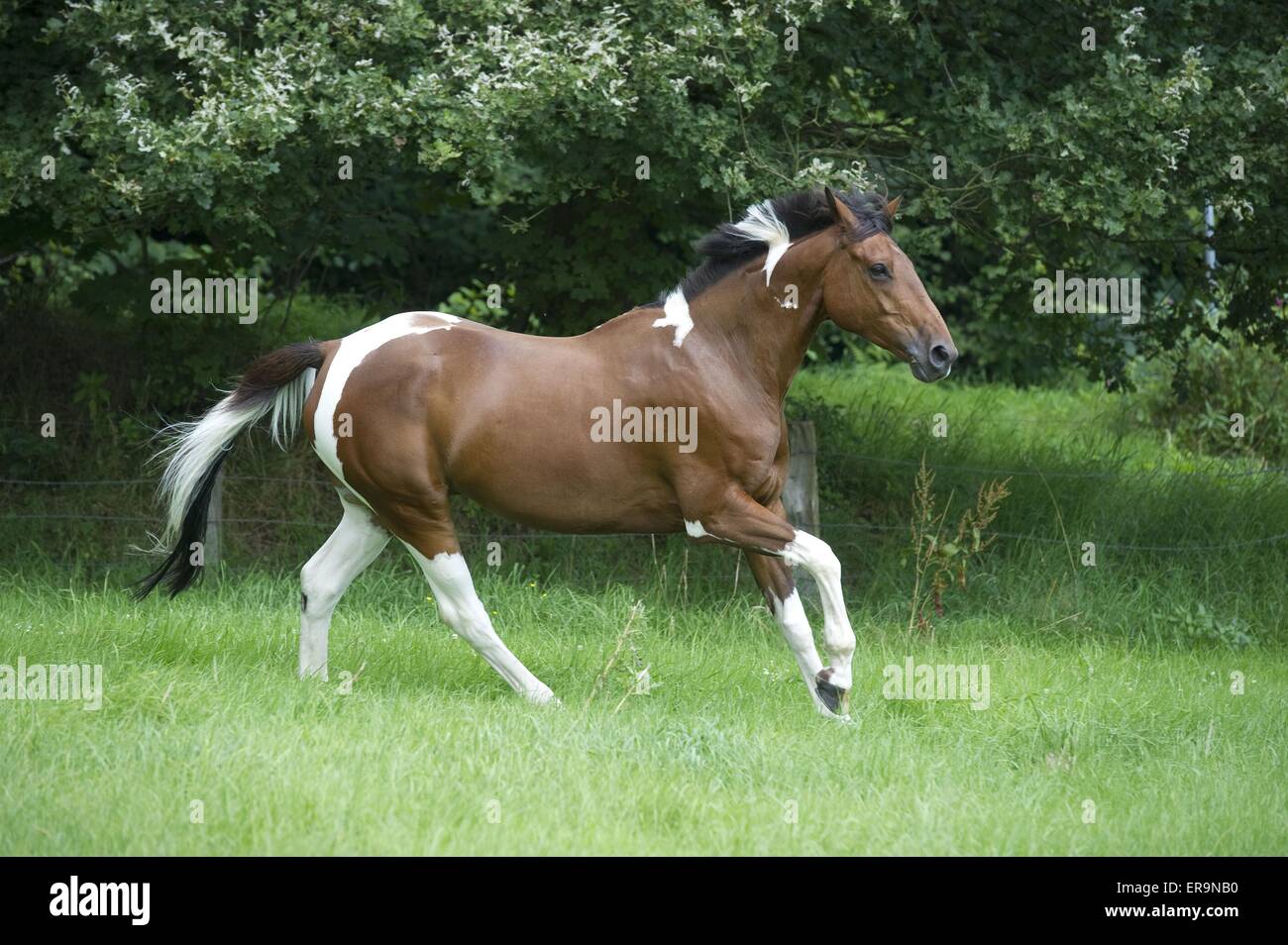 galloping Paint Horse Stock Photo Alamy