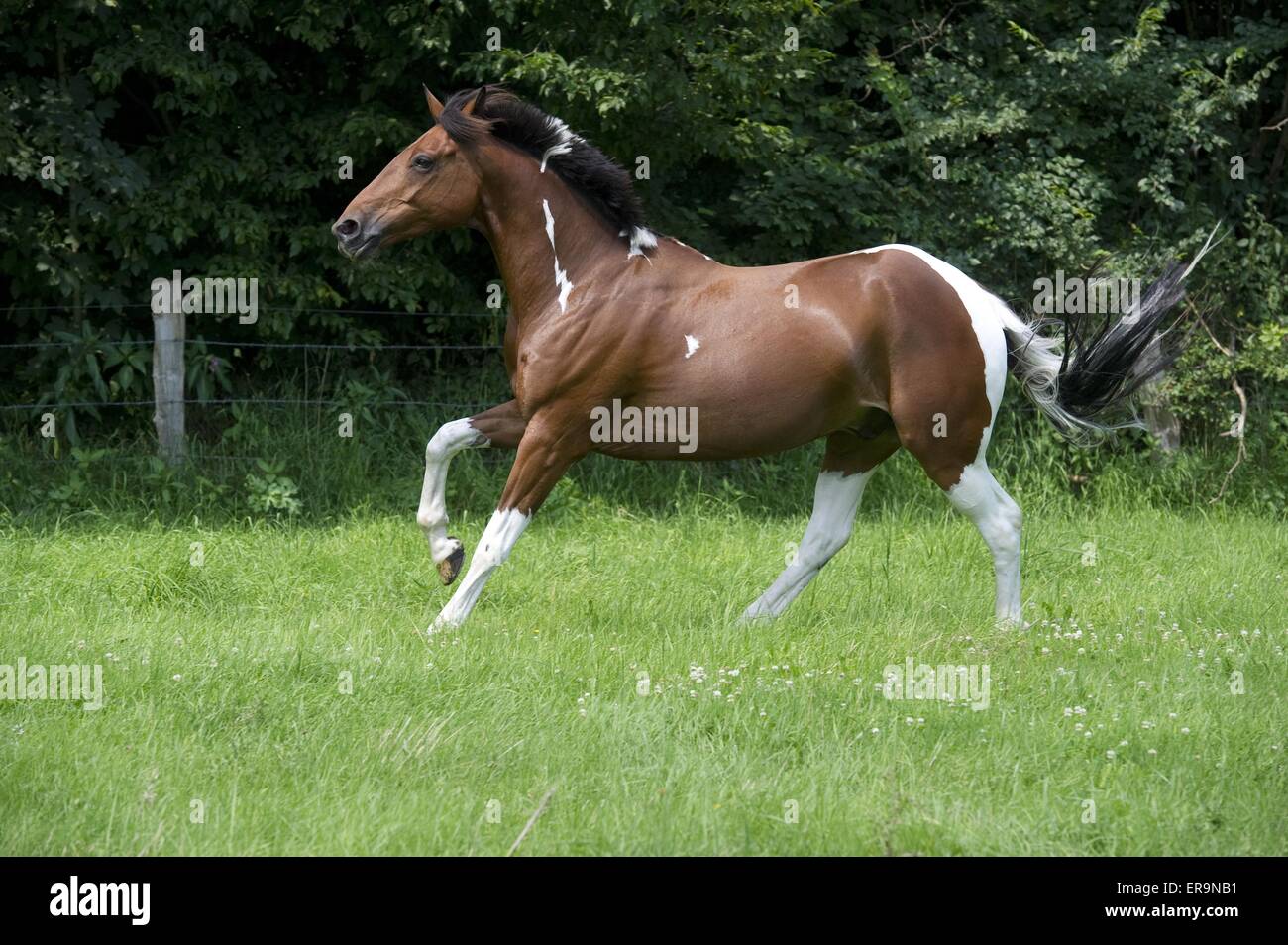 galloping Paint Horse Stock Photo Alamy