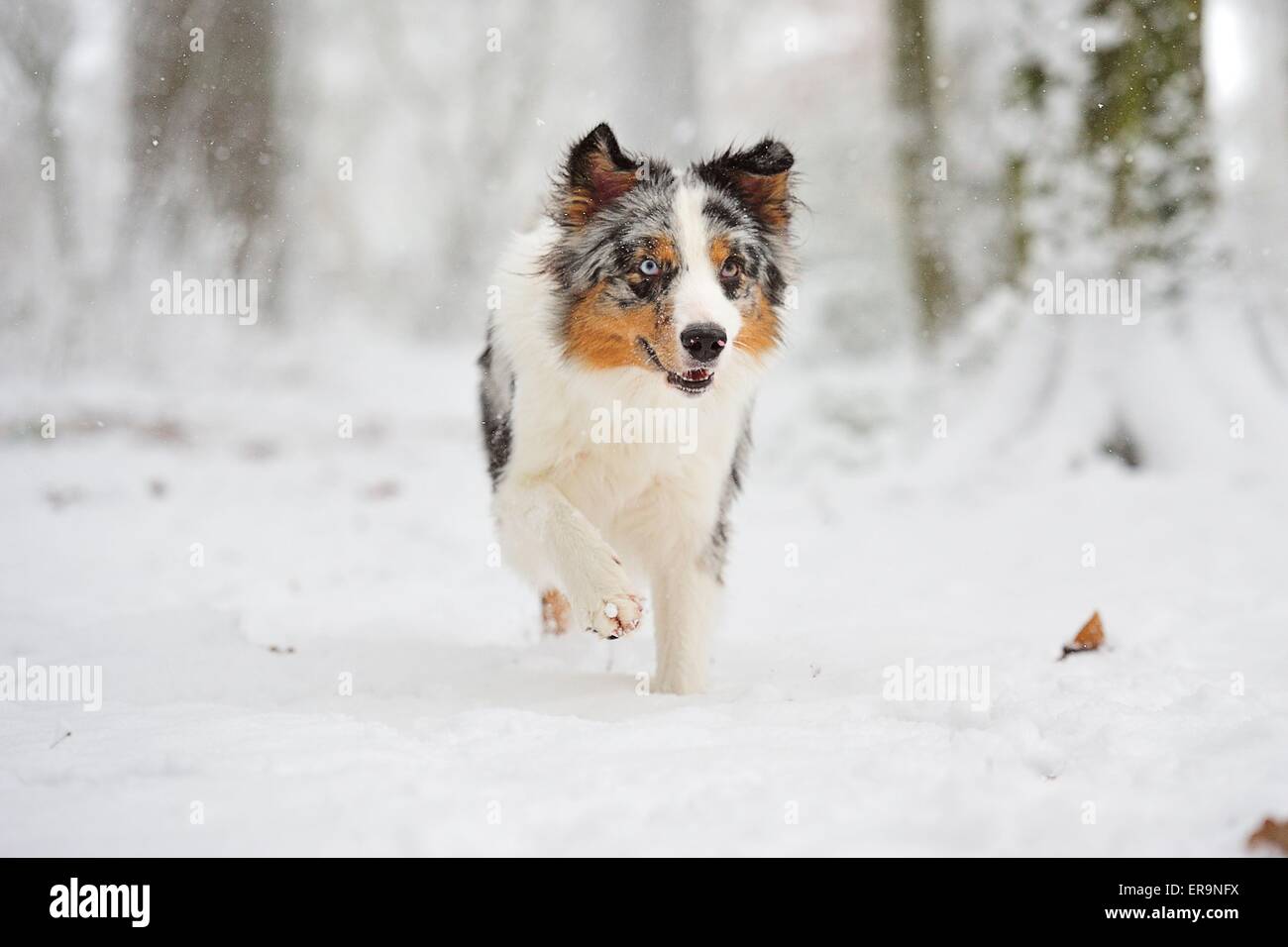 running Australian Shepherd Stock Photo Alamy