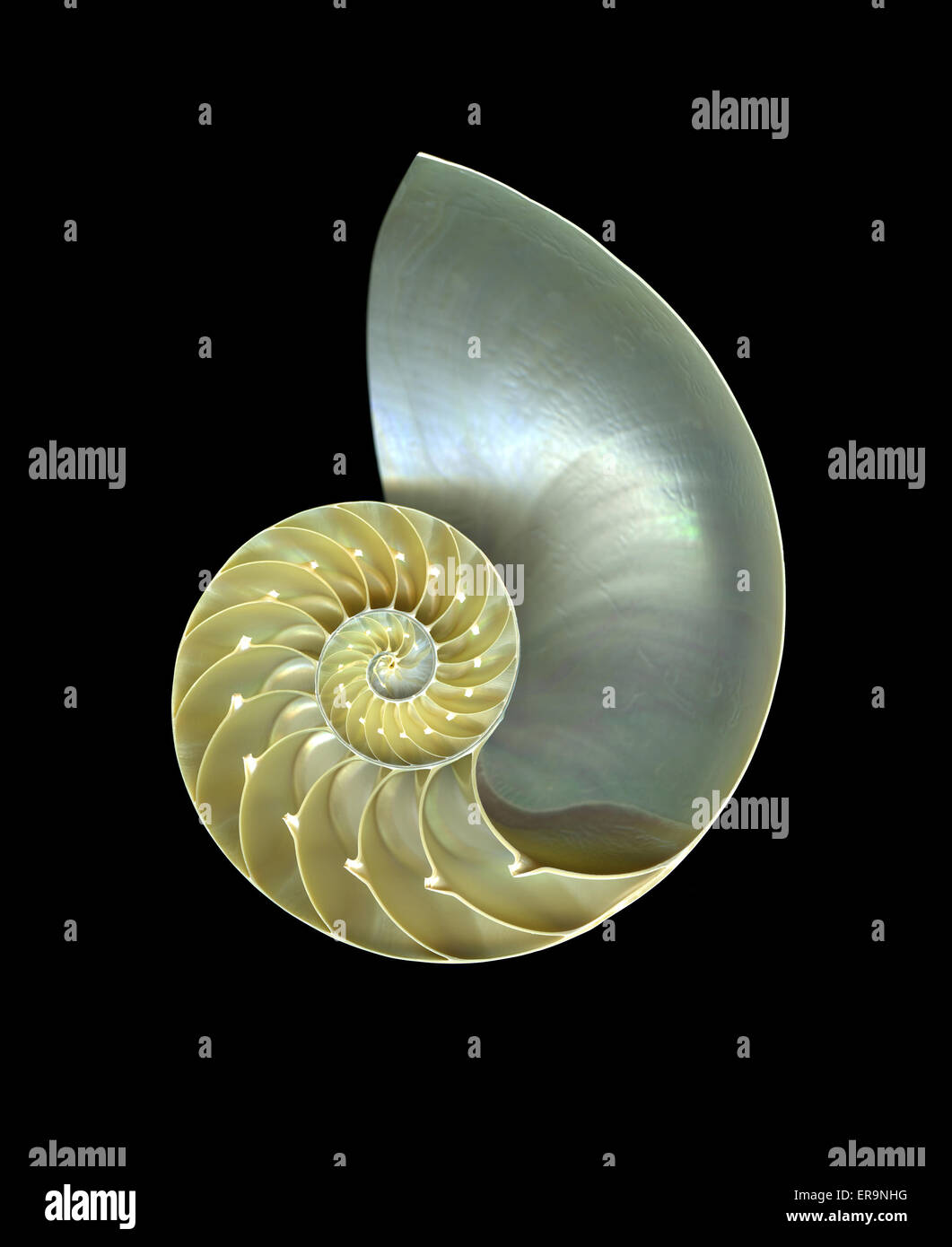 Detailed view of a Nautilus shell isolated on black background Stock Photo
