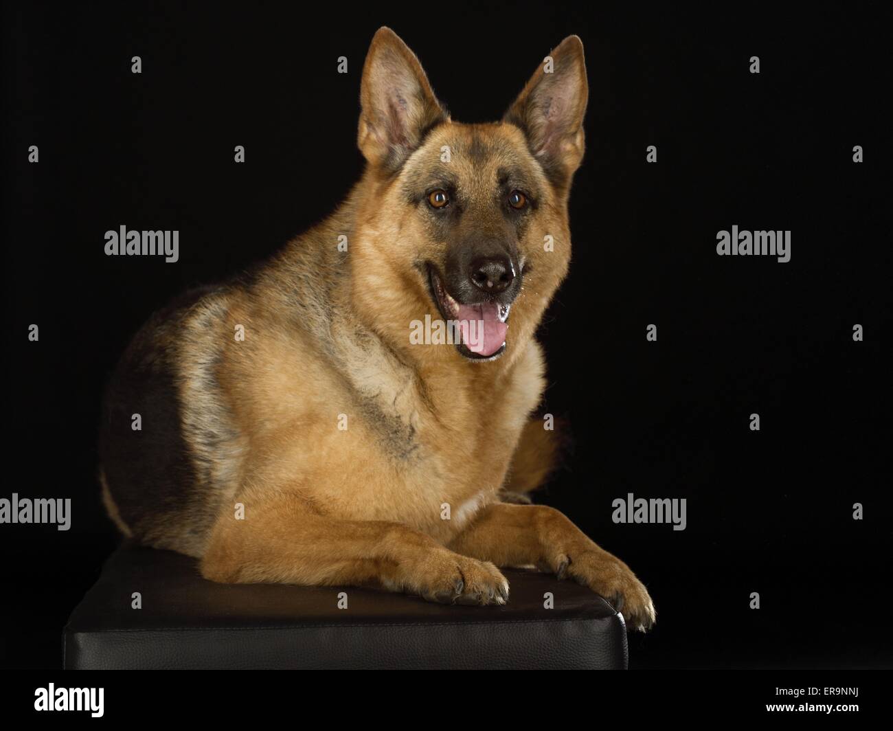 Ostheimer Shepherd - Lying