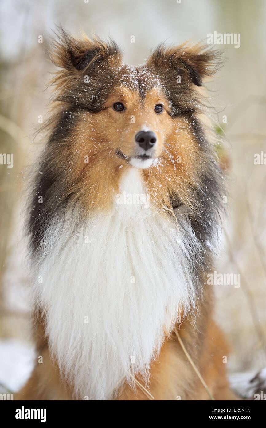 Sheltie Portrait Stock Photo