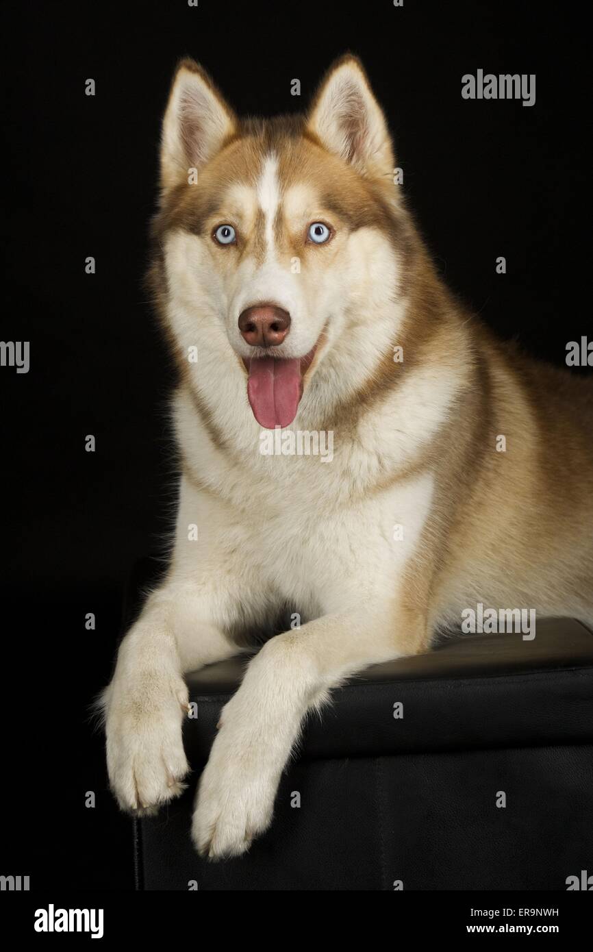 lying Siberian Husky Stock Photo - Alamy