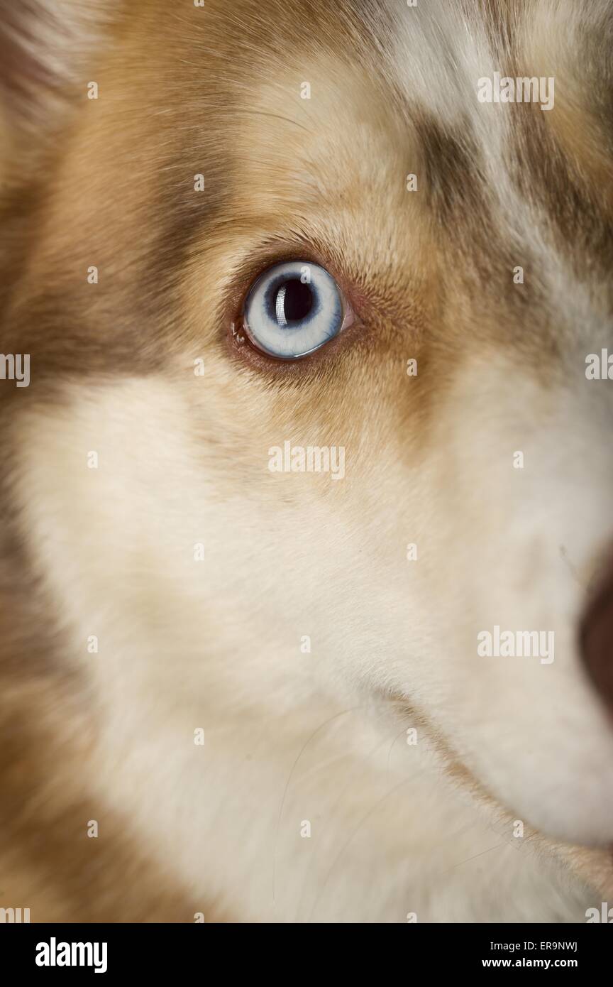 Siberian Husky eye Stock Photo