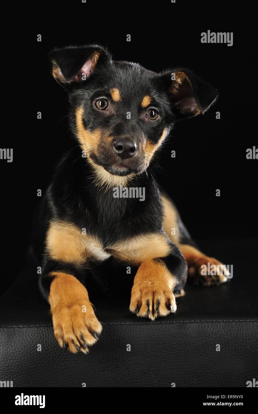 Australian Kelpie Puppy Stock Photo