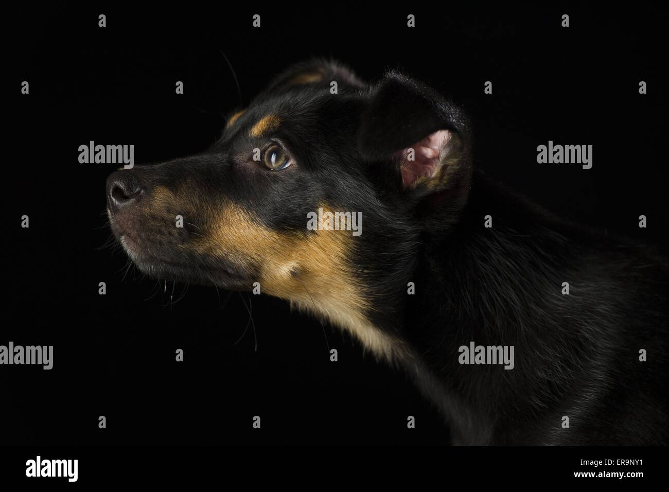 Australian Kelpie Puppy Stock Photo