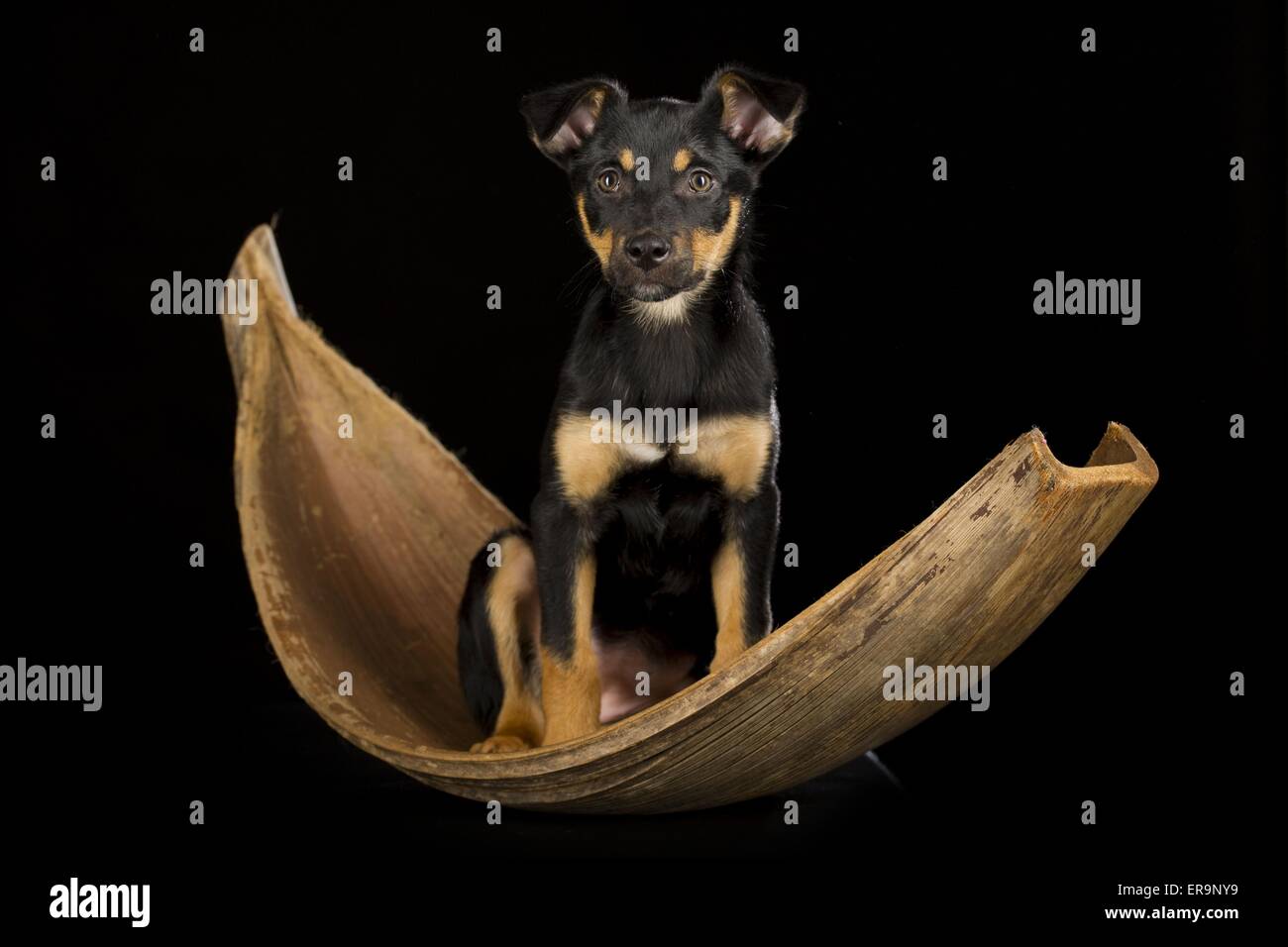 Australian Kelpie Puppy Stock Photo