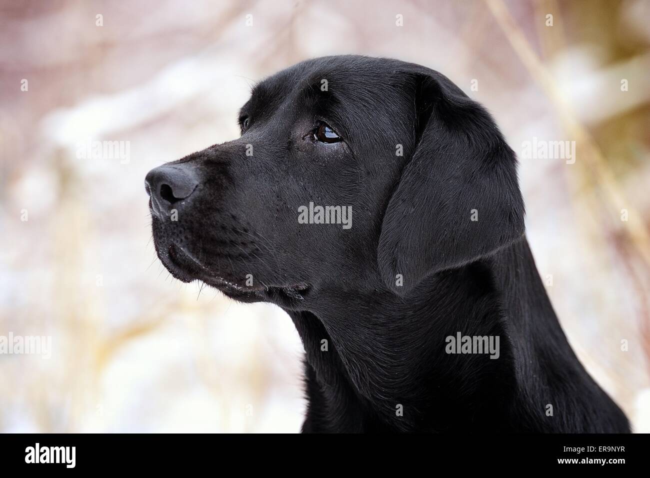 Labrador Retriever Portrait Stock Photo - Alamy