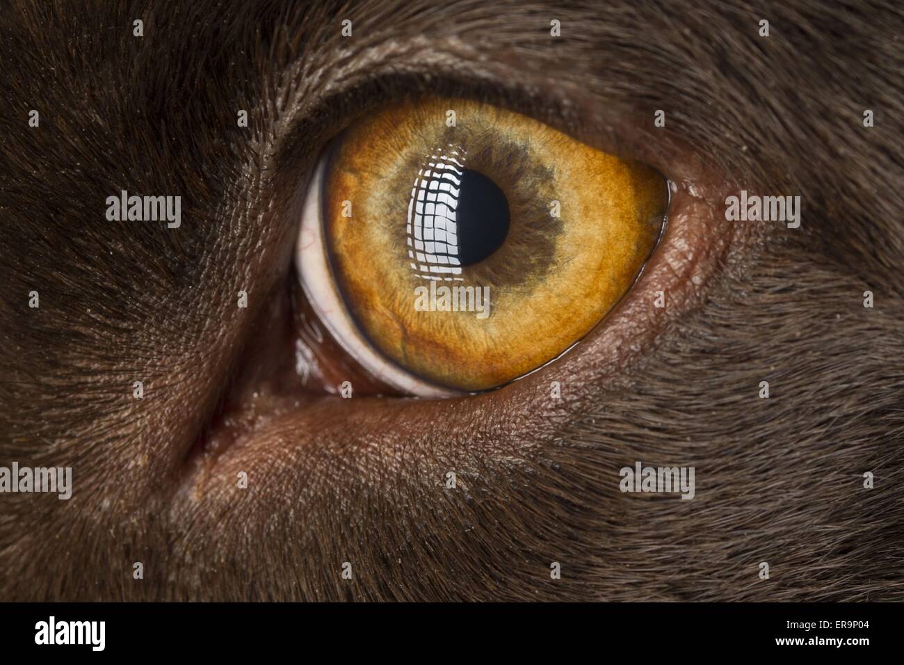 Labrador Retriever eye Stock Photo Alamy