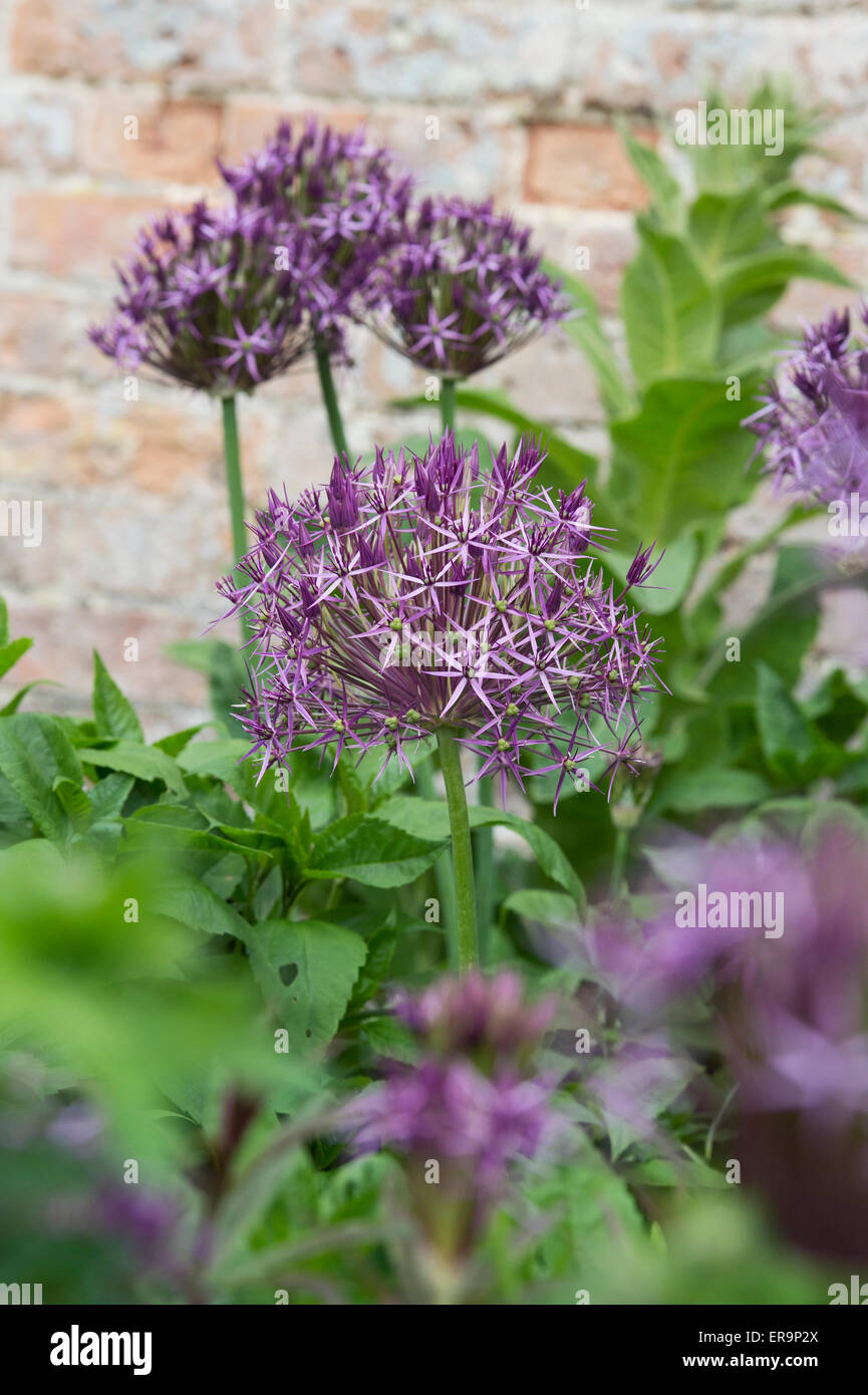 Allium cristophii flowers in an English garden Stock Photo