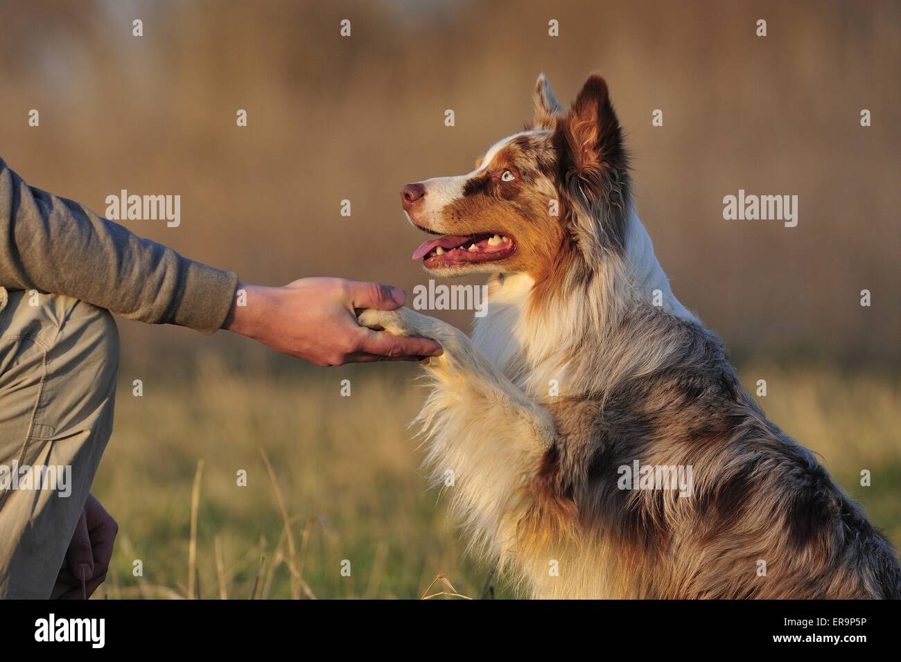 Merle Australian Shepherd dog is giving paw to its owner. Happy dog bonding  with owner. Pet love Stock Photo - Alamy