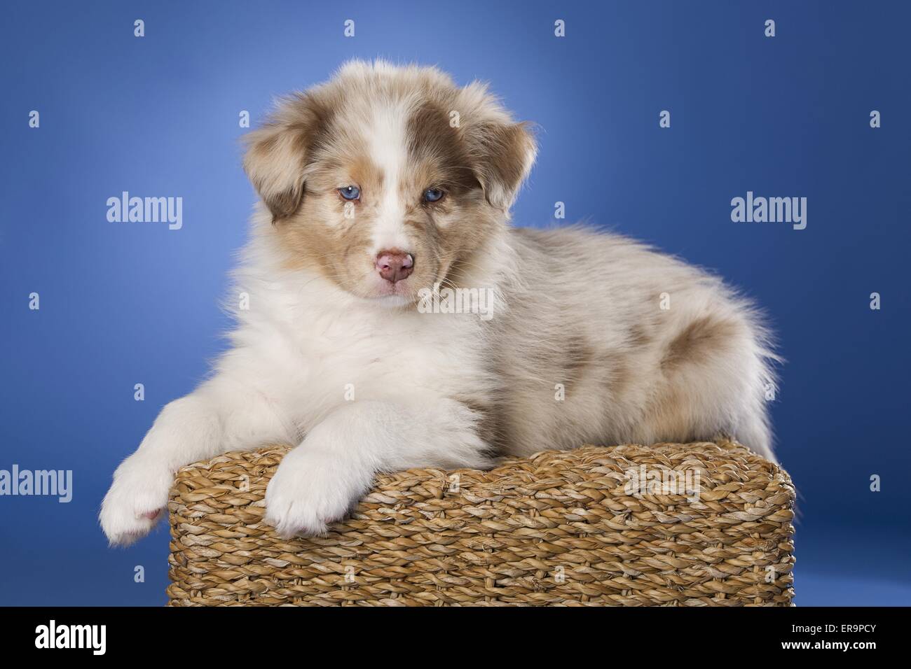 Australian Shepherd puppy Stock Photo Alamy