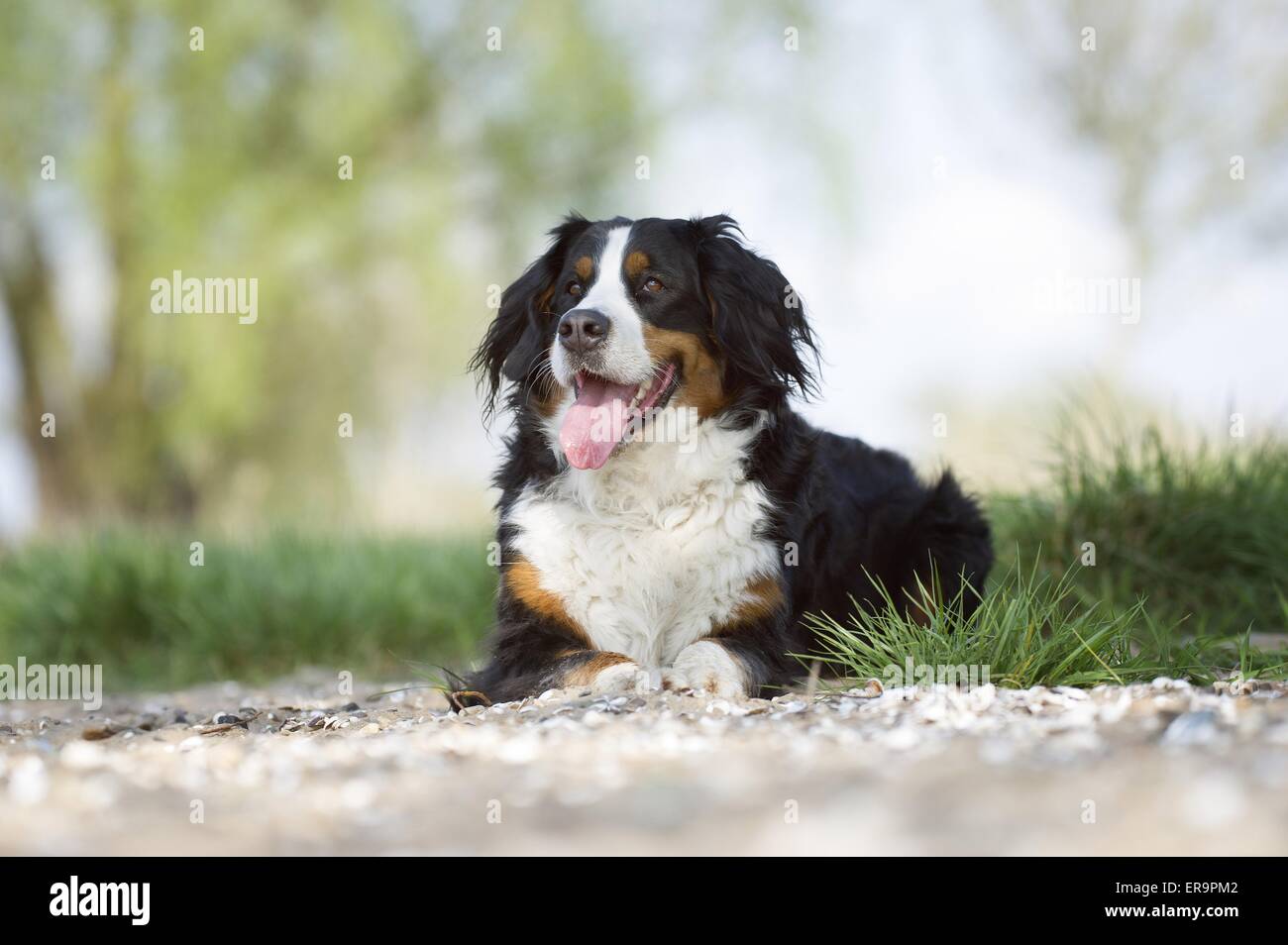 lying Bernese Mountain Dog Stock Photo - Alamy