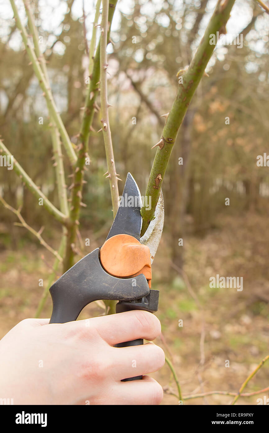 Spring gardening, work at the garden, pruning fruit trees in portrait format. Stock Photo