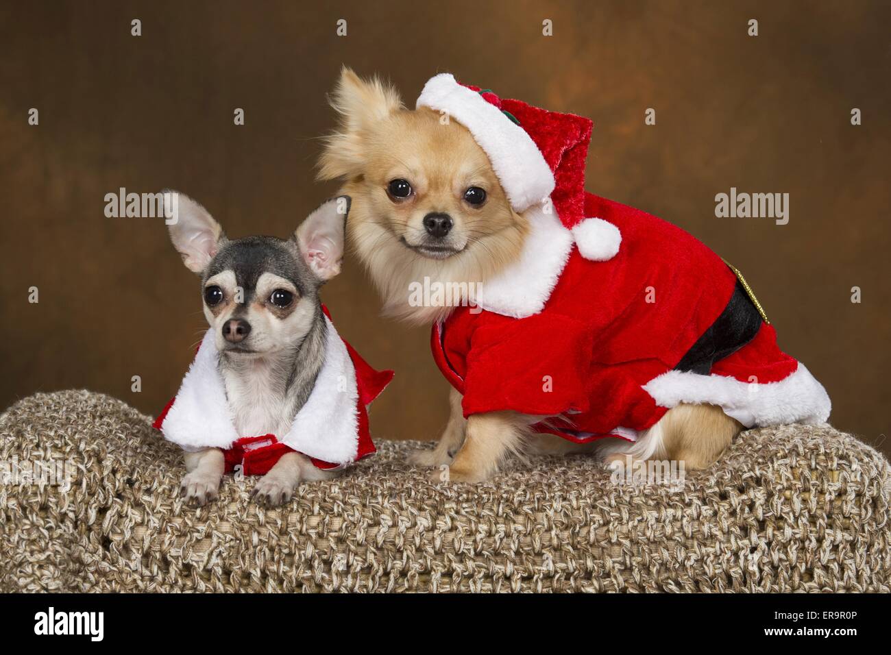 Chihuahuas wearing hats hi-res stock photography and images - Alamy