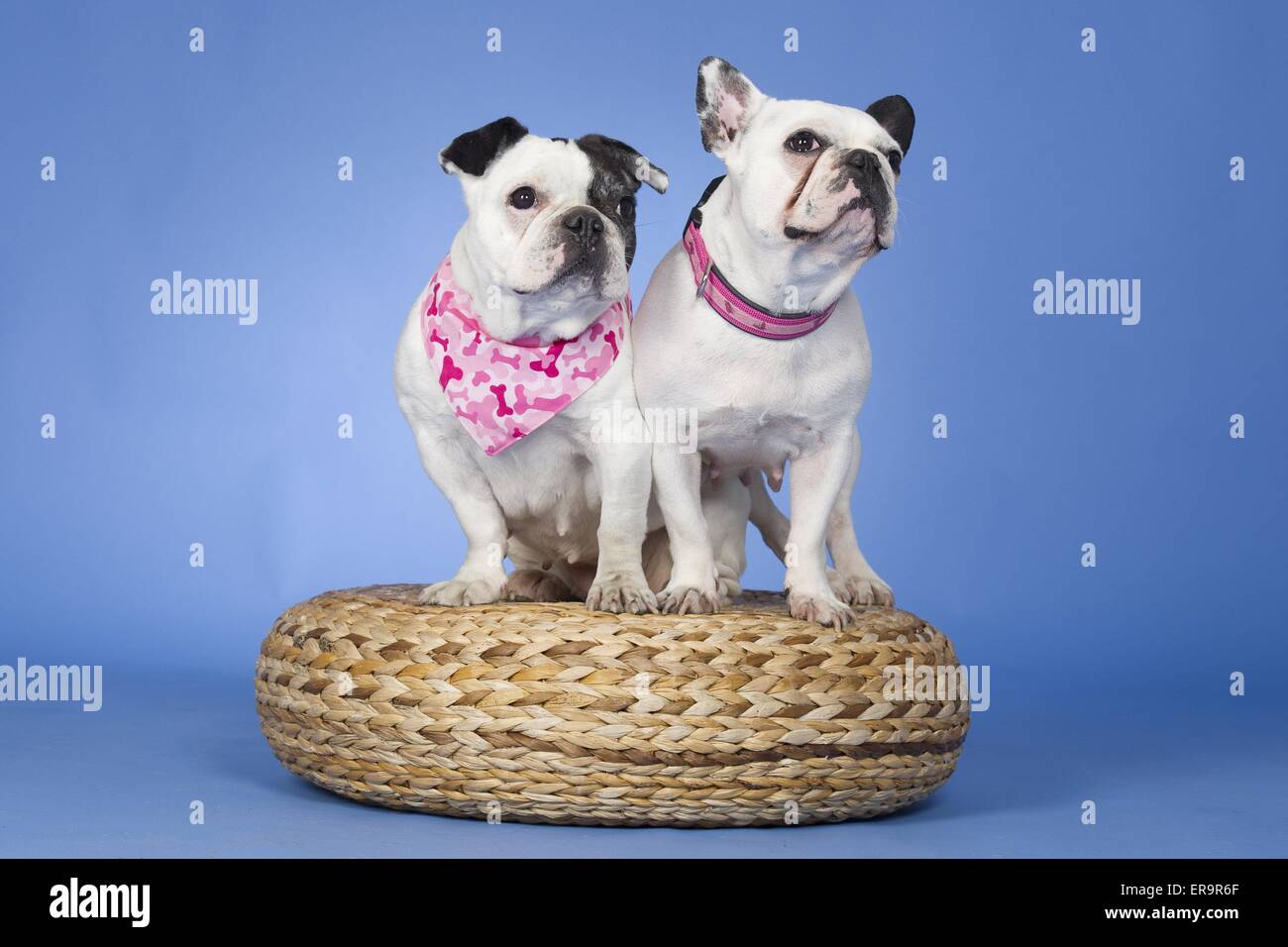 2 French Bulldogs Stock Photo Alamy