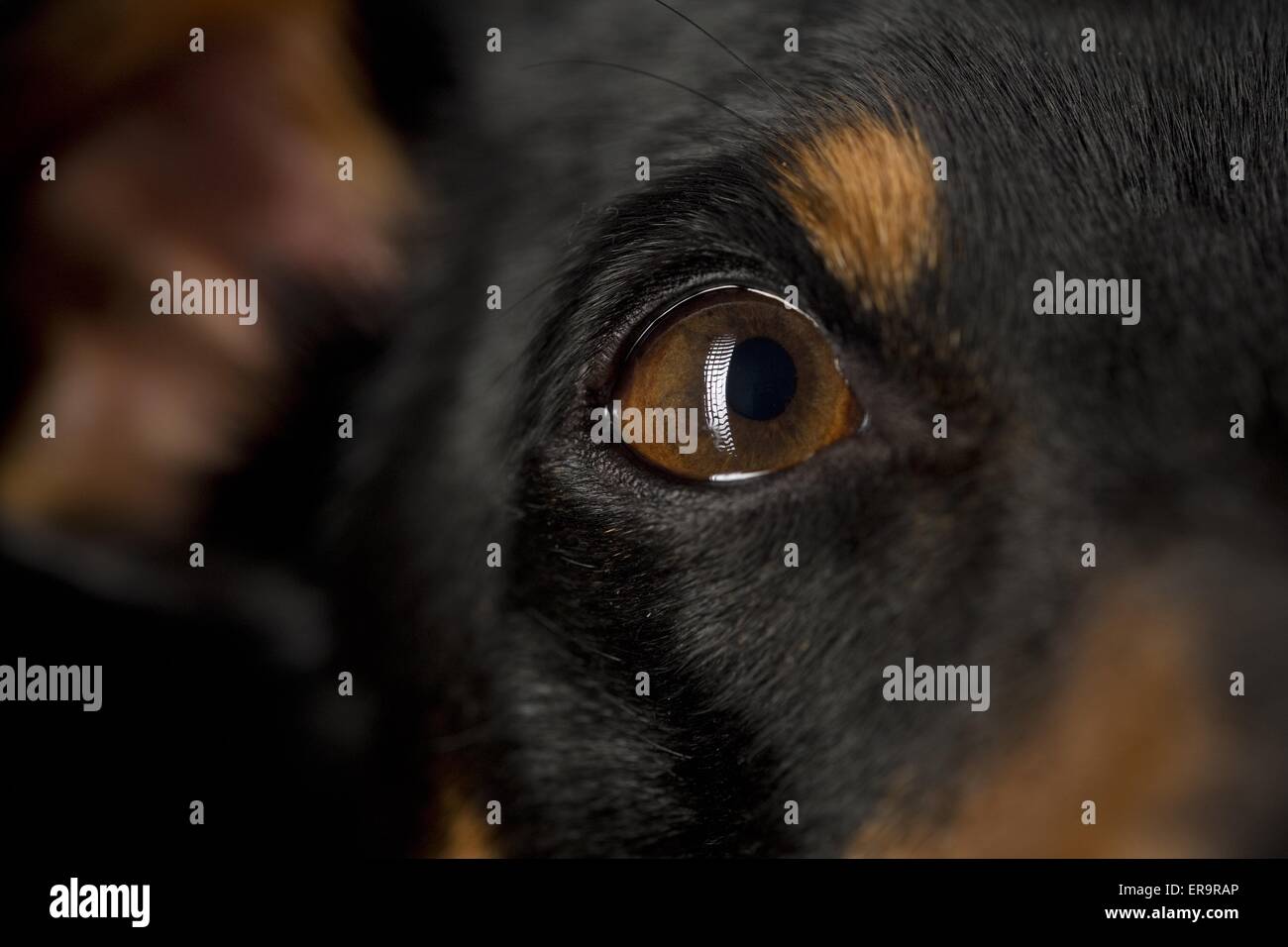 Jack Russell Terrier eye Stock Photo Alamy