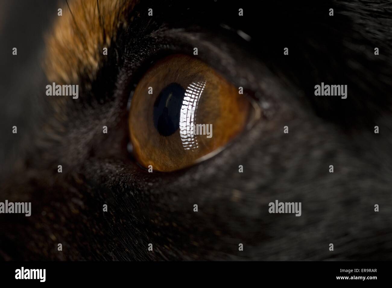 Jack Russell Terrier eye Stock Photo Alamy