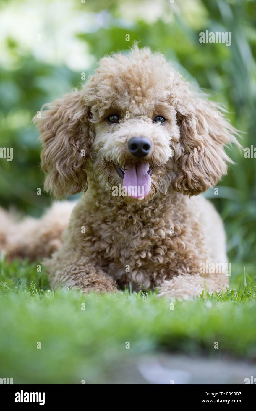 Poodle garden hires stock photography and images Alamy