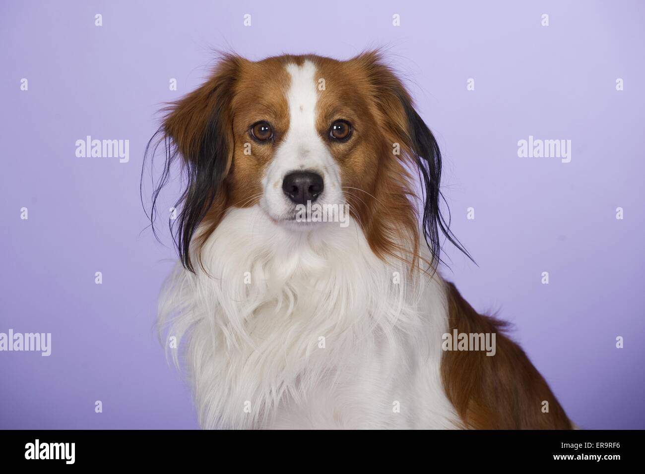 Dutch decoy sale spaniel