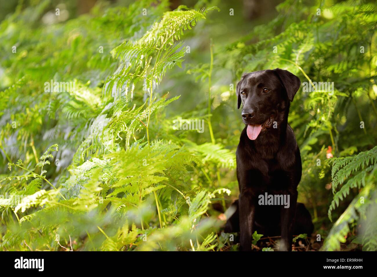 young Labrador Retriever Stock Photo Alamy