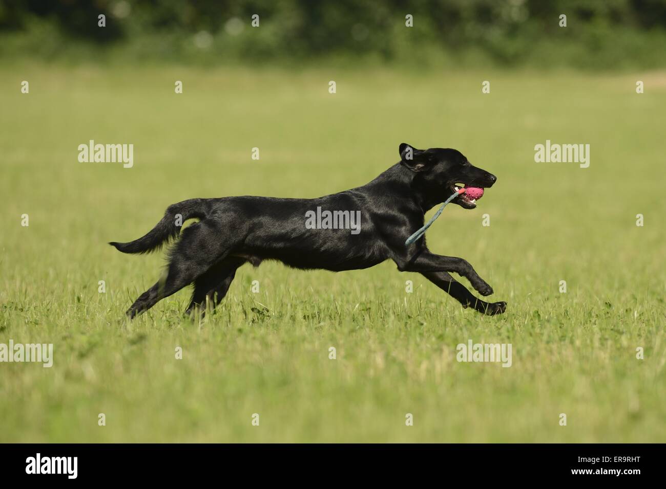 young Labrador Retriever Stock Photo Alamy