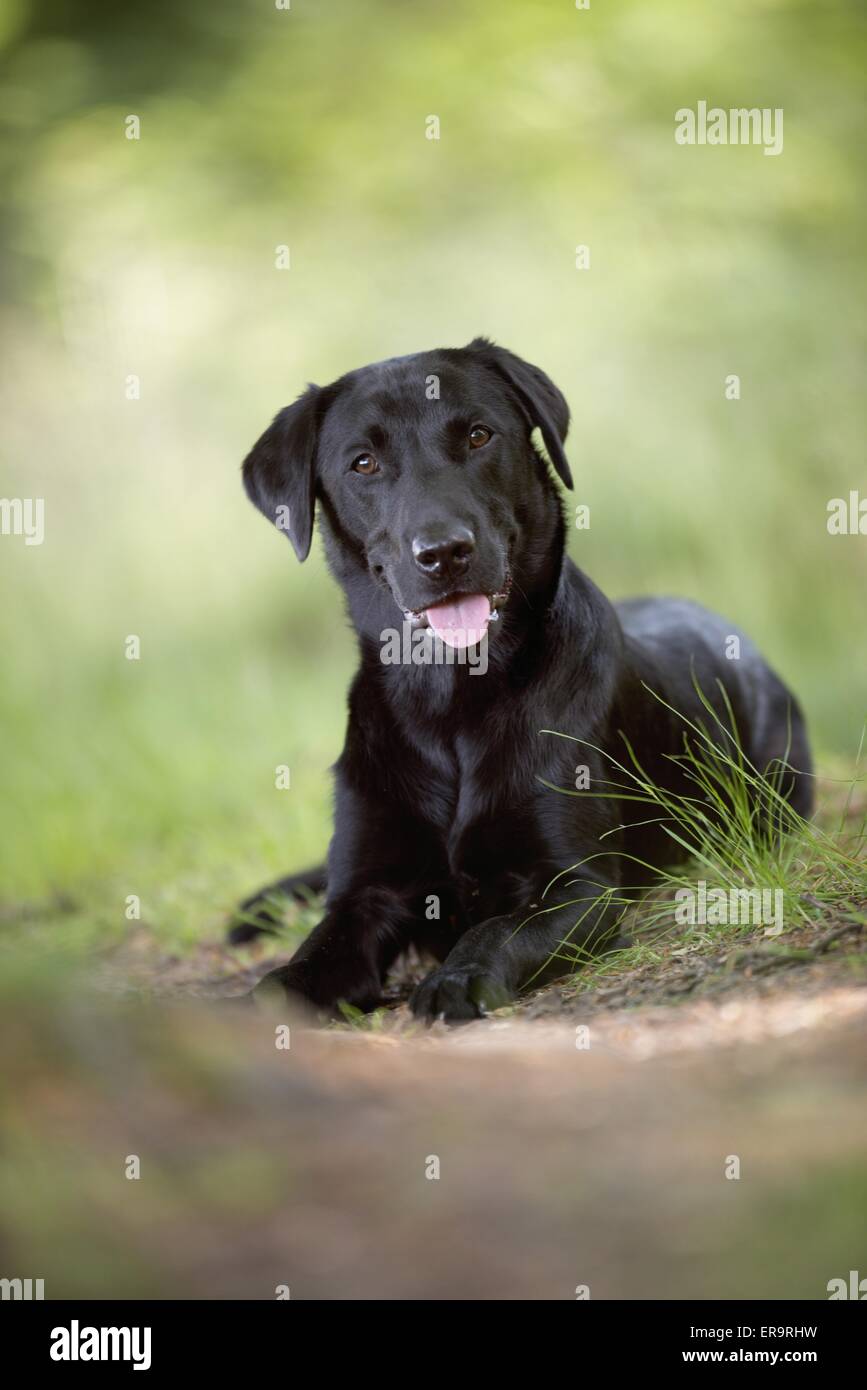 young Labrador Retriever Stock Photo Alamy
