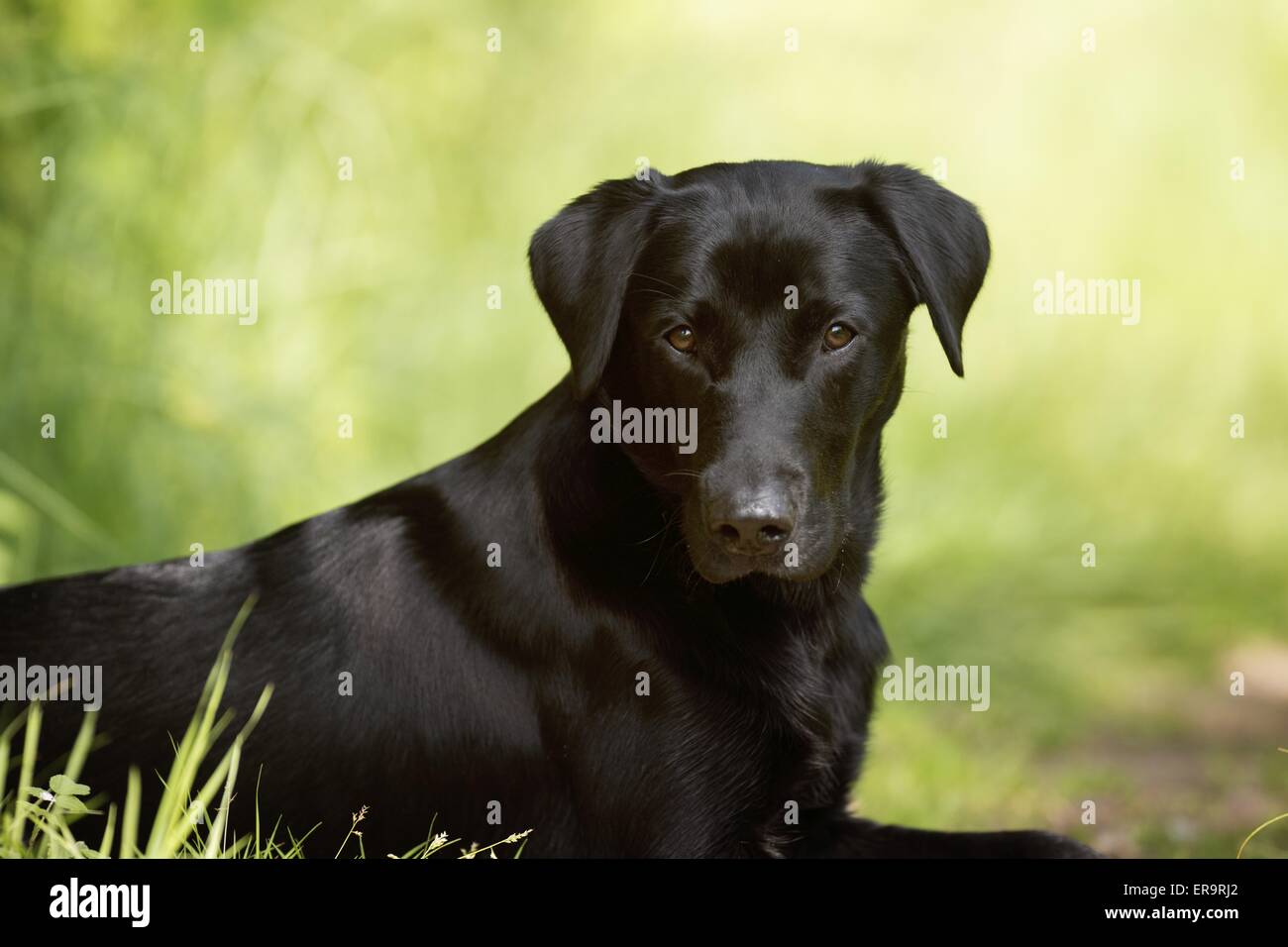 young Labrador Retriever Stock Photo Alamy