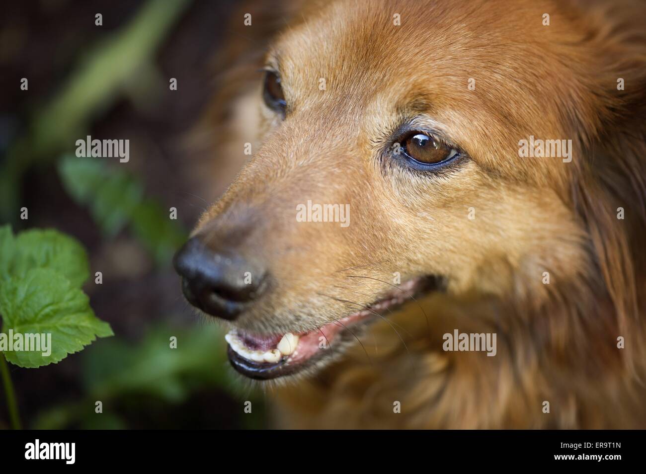 mongrel face Stock Photo