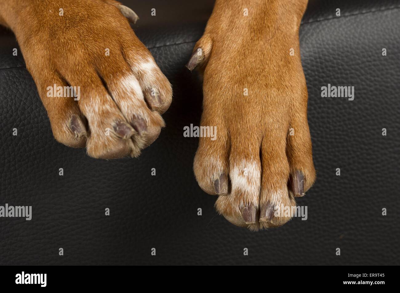 Rhodesian sales ridgeback feet