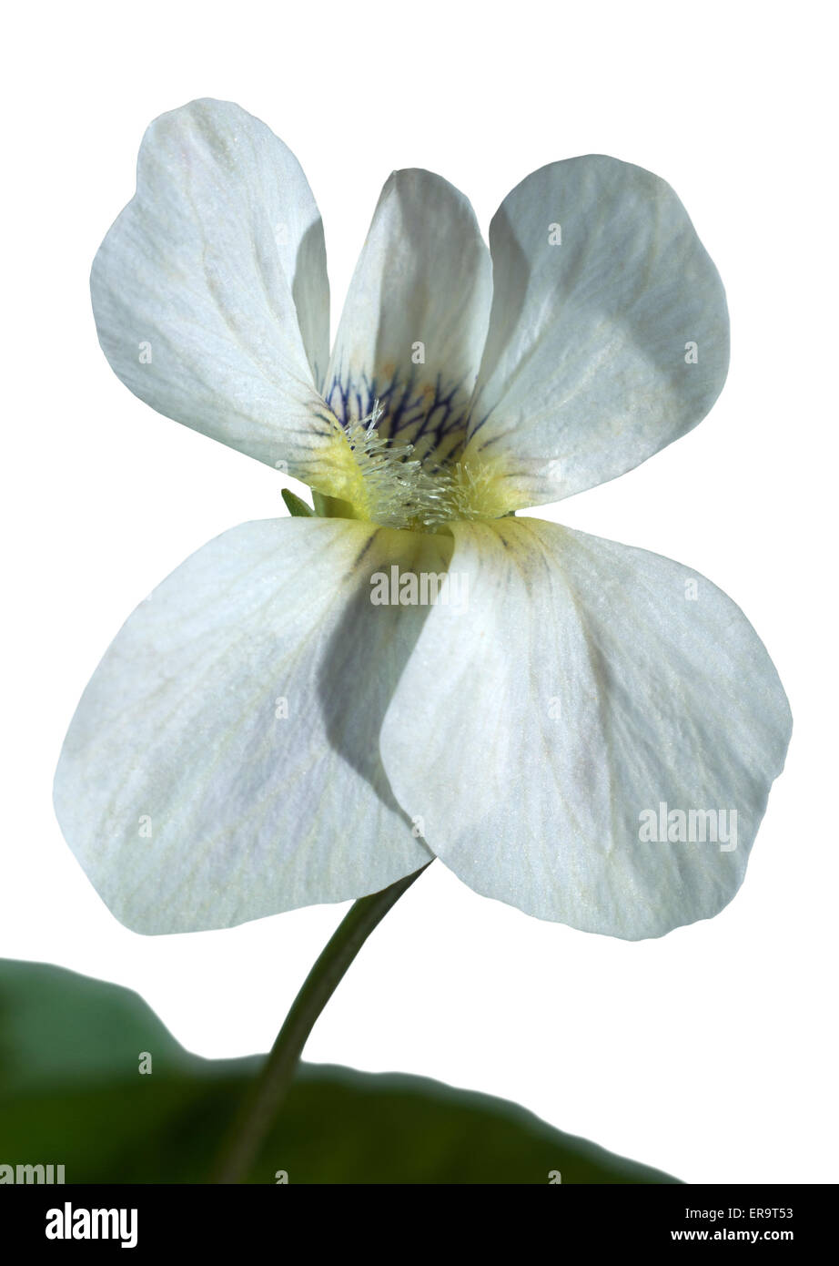 Flower white violet(Viola). Stock Photo