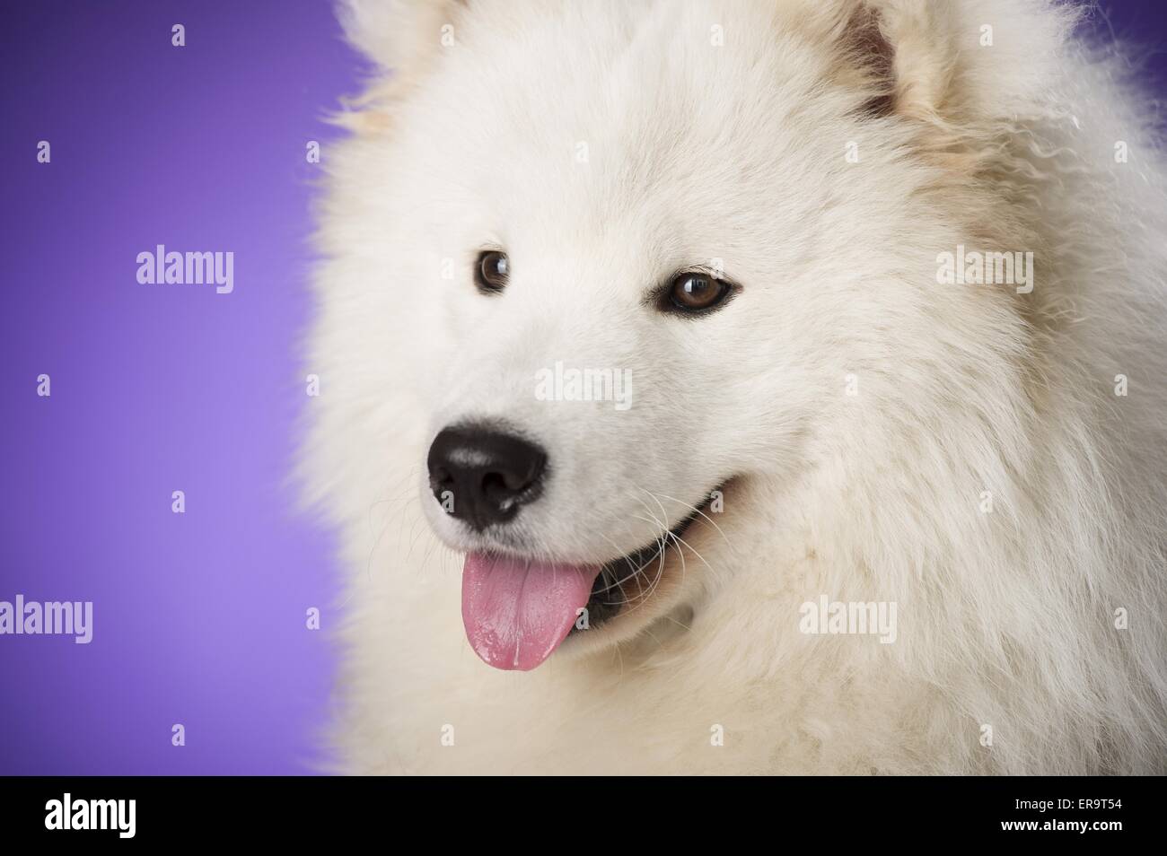Samoyed face Stock Photo