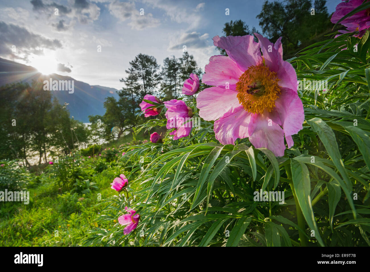 Wild peonies hi-res stock photography and images - Alamy