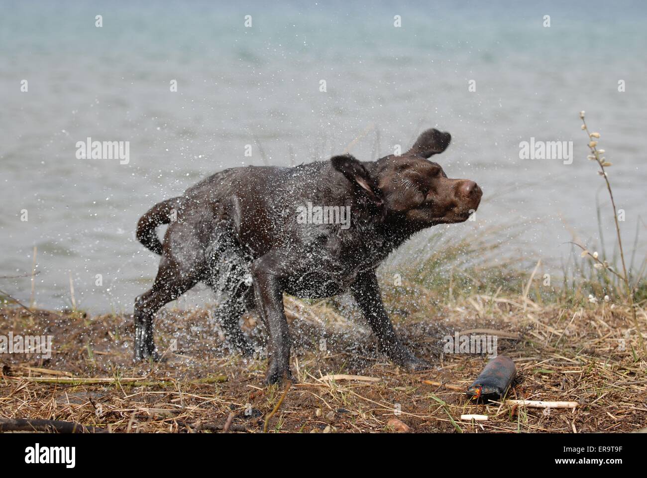 shaking Labrador Retriever Stock Photo Alamy