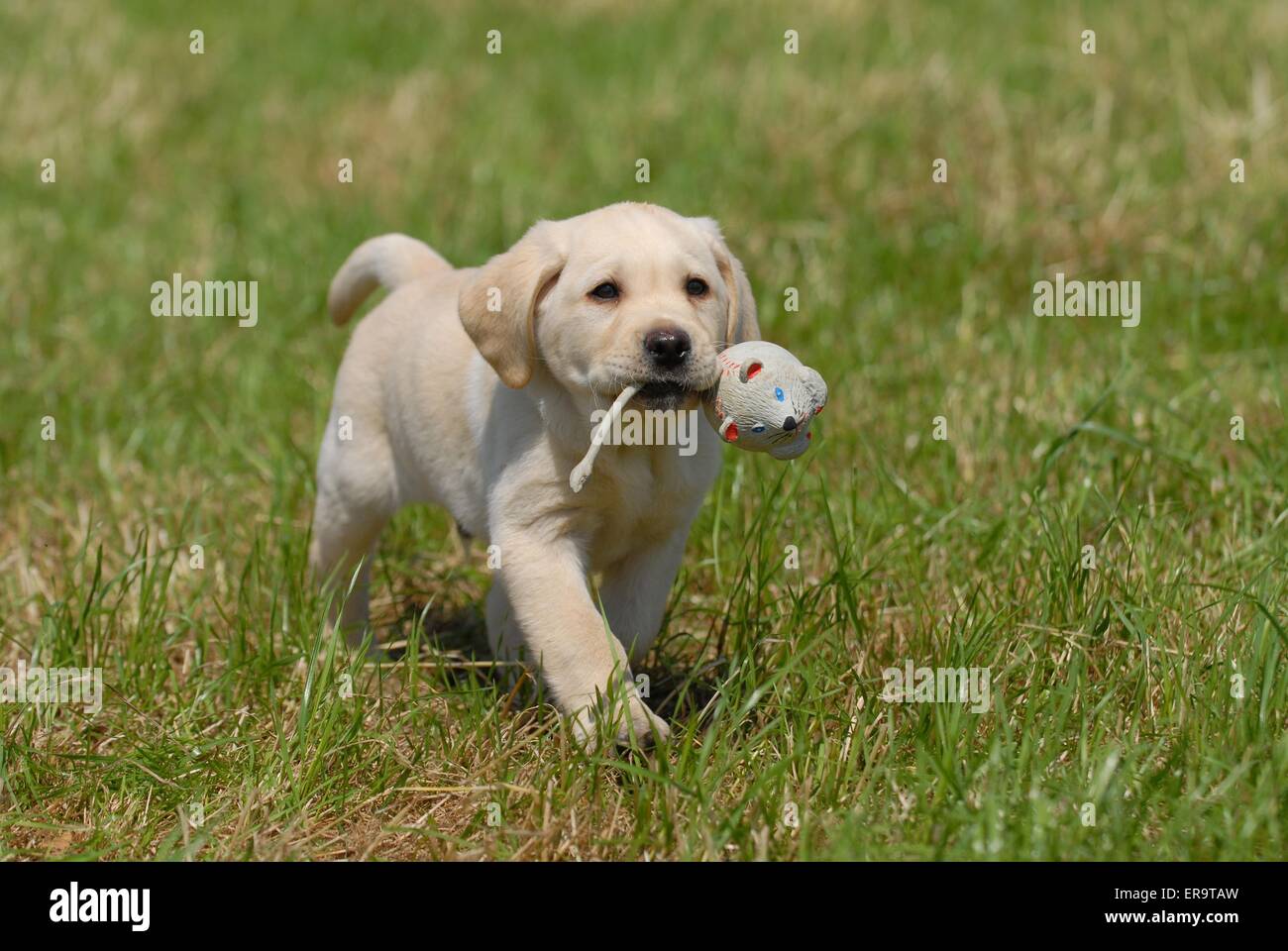 running Labrador Retriever Stock Photo Alamy