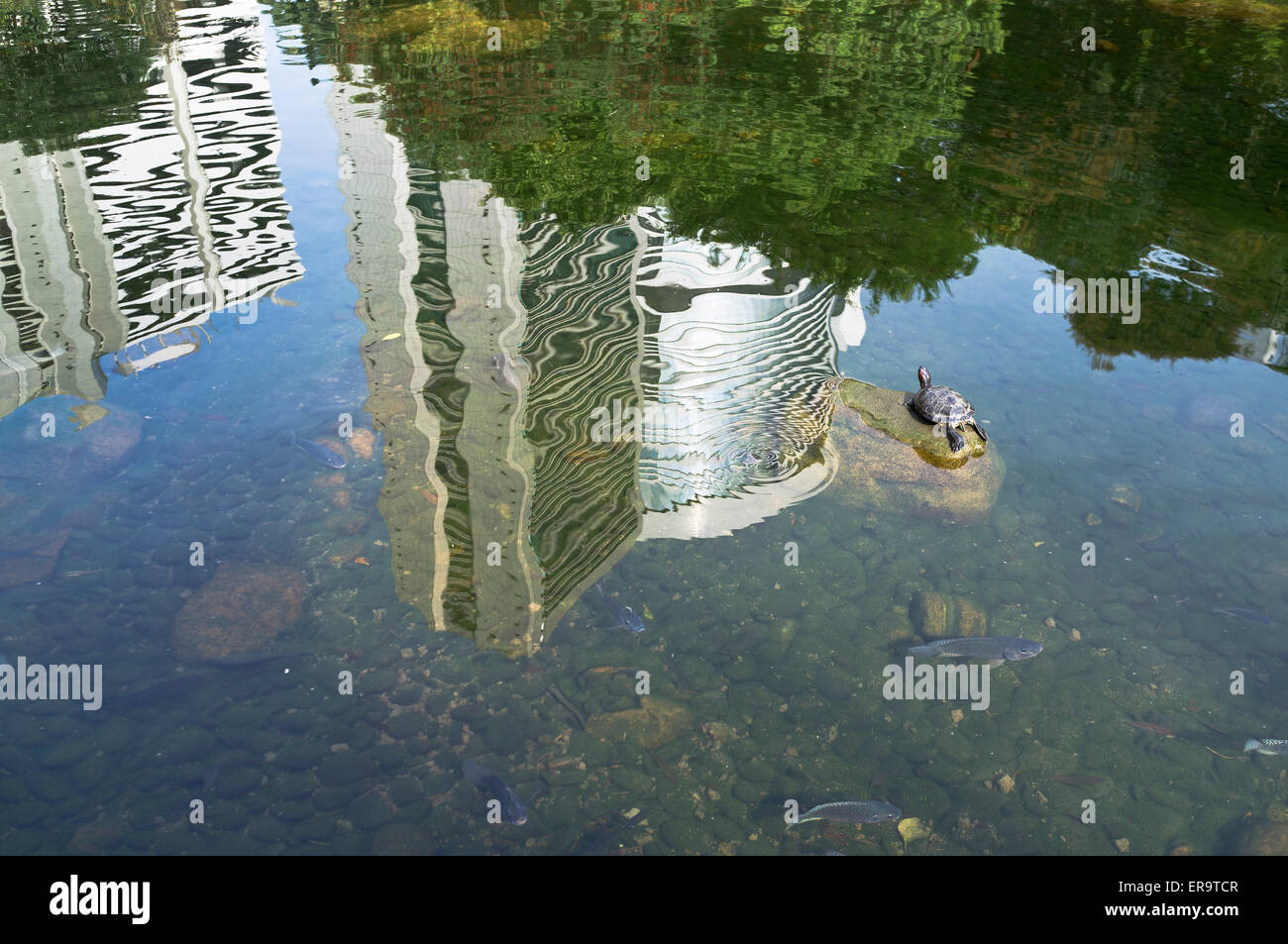 dh Hong Kong Park CENTRAL HONG KONG Terrapin turtle in Fish pond reflection skyscraper water parks asia Stock Photo