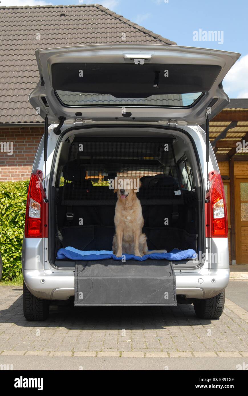 Golden retriever car hires stock photography and images Alamy