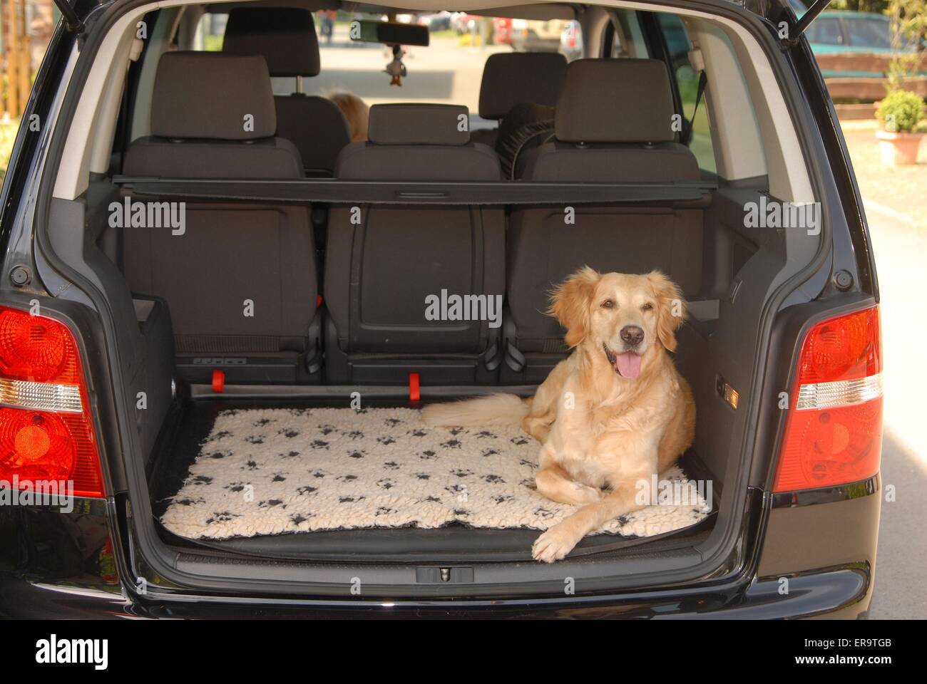 dog in boot of car