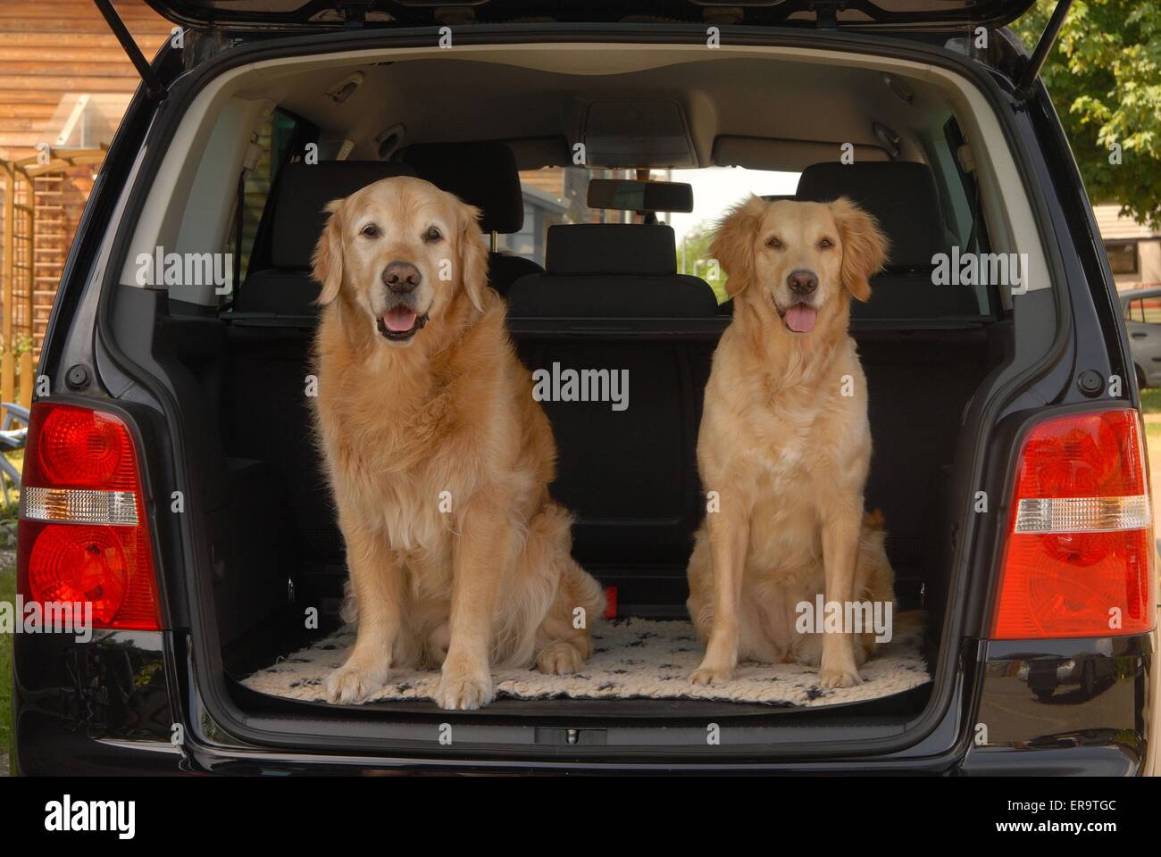 Golden Retriever in car Stock Photo Alamy