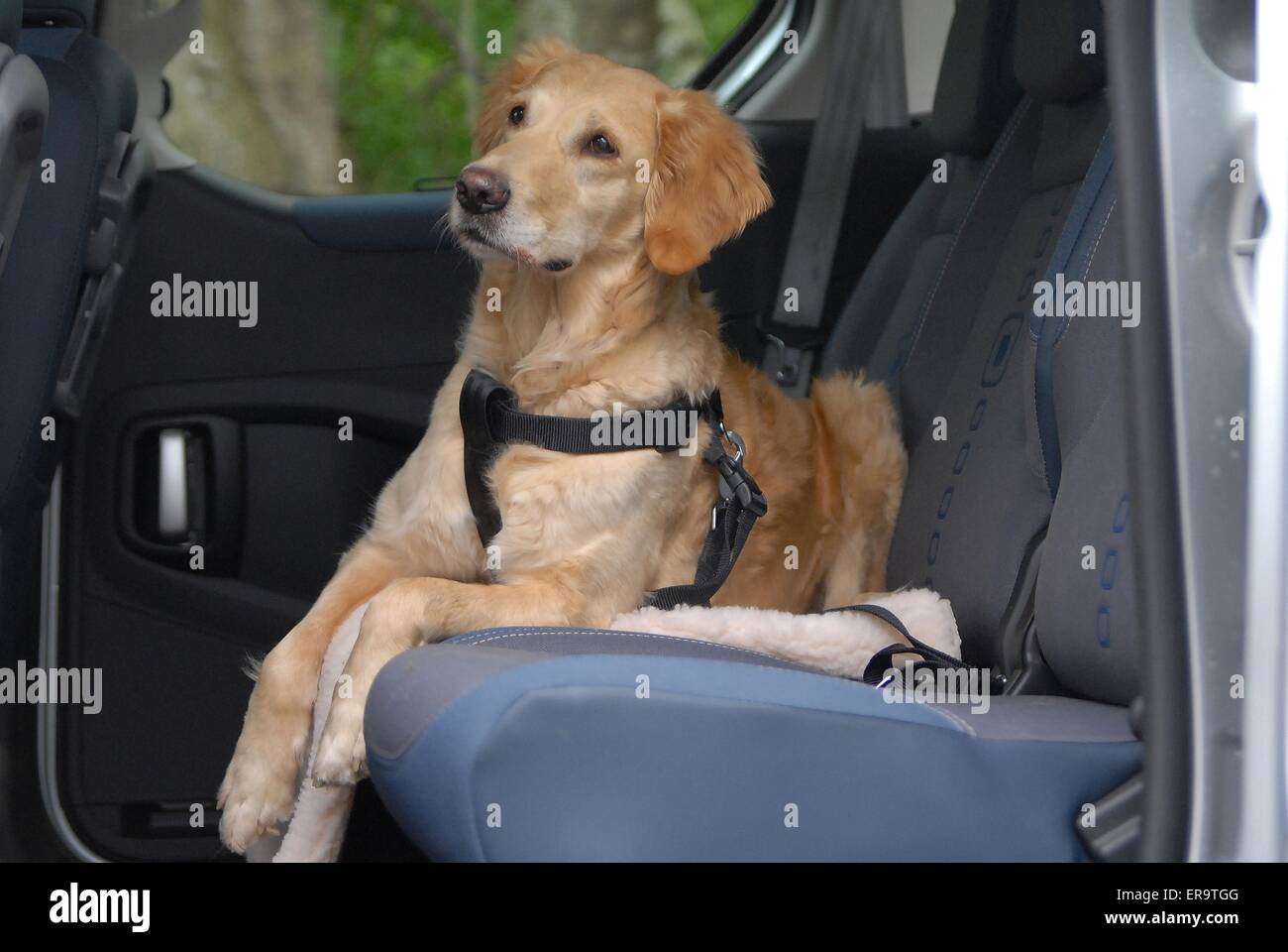 How Do Dog Car Seat Belts Work