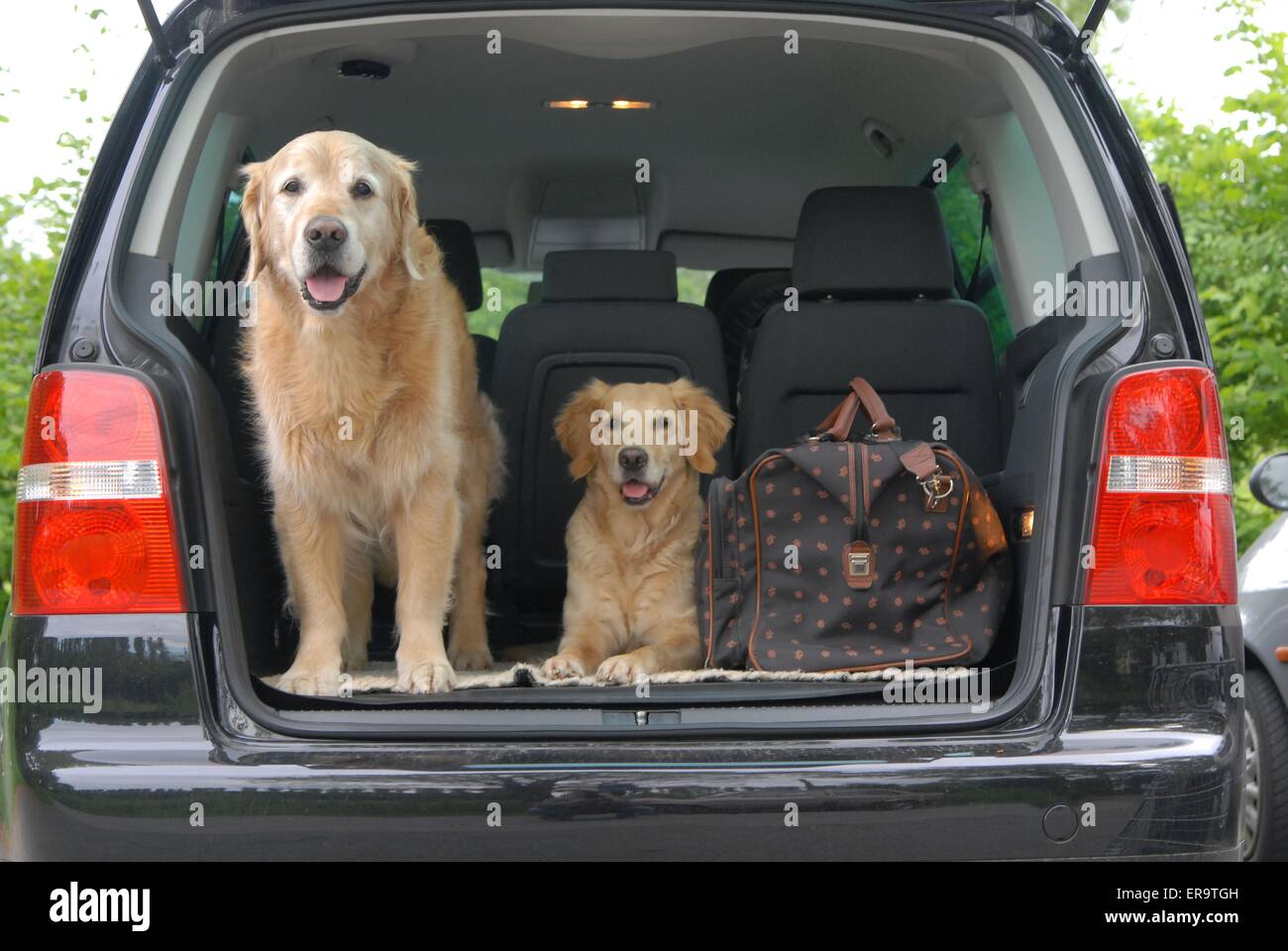 dog in boot of car