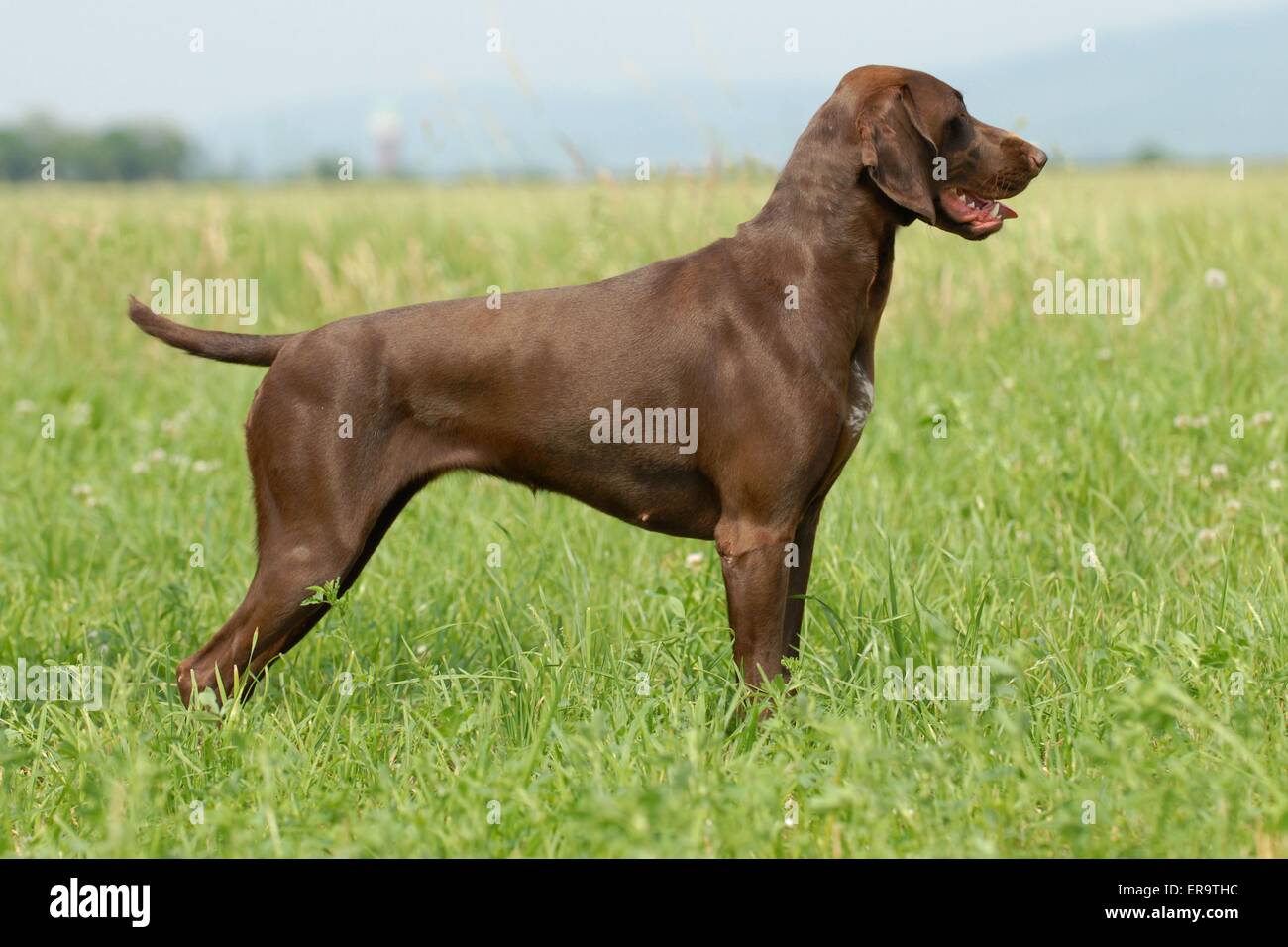 pointer female
